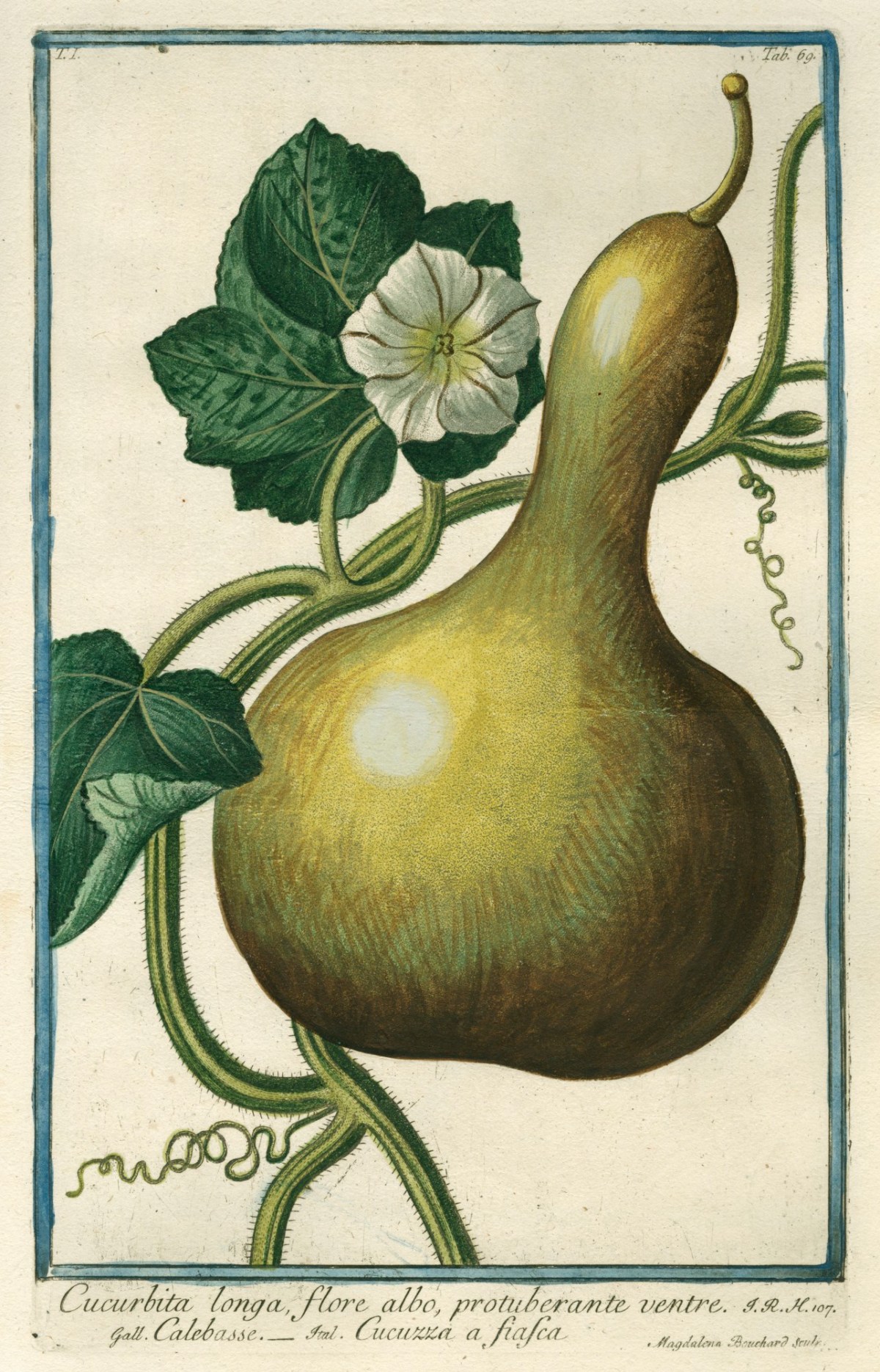 Cesare Ubertini, Cucurbita longa