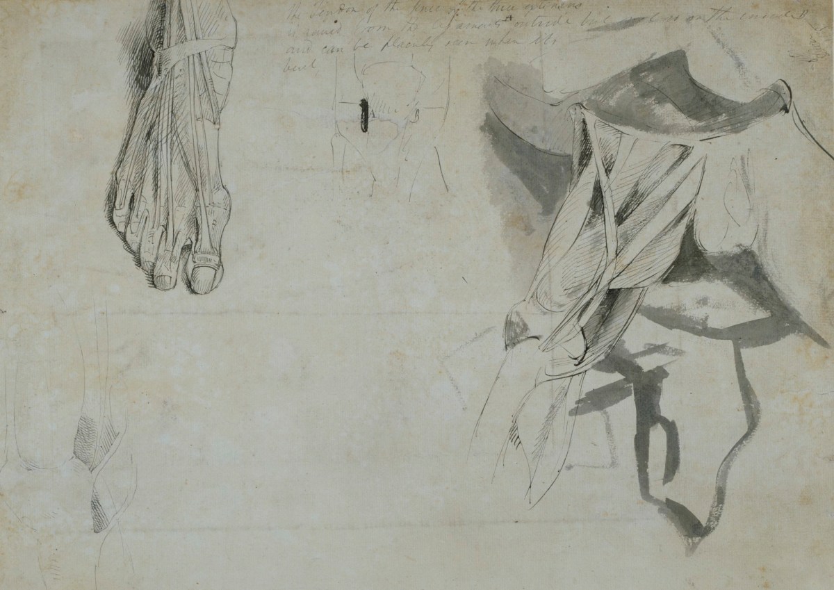 Benjamin Robert Haydon, A sheet of anatomical drawings of the leg