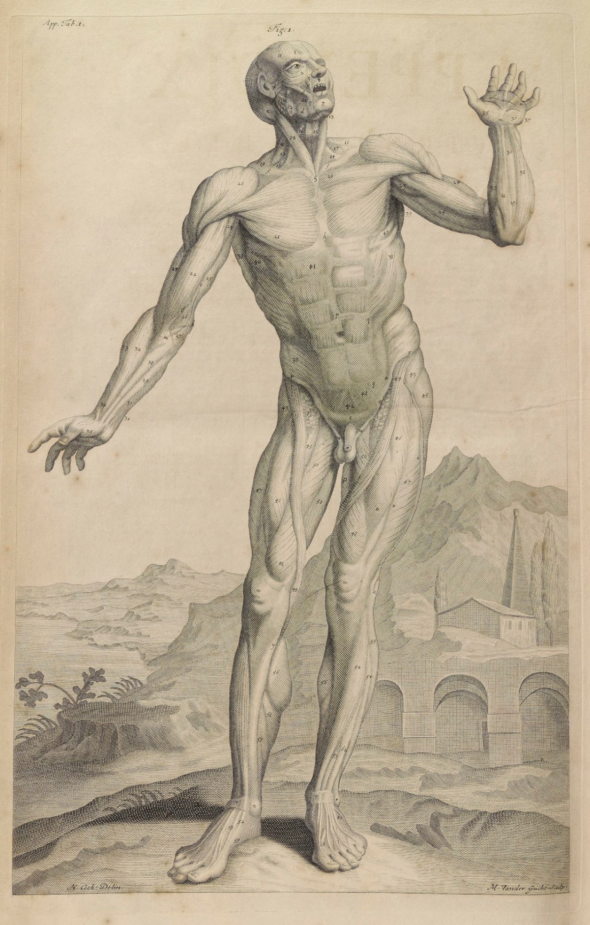 Samuel Smith and Benjamin Walford, Appendix Plate 1: External muscles of a body
