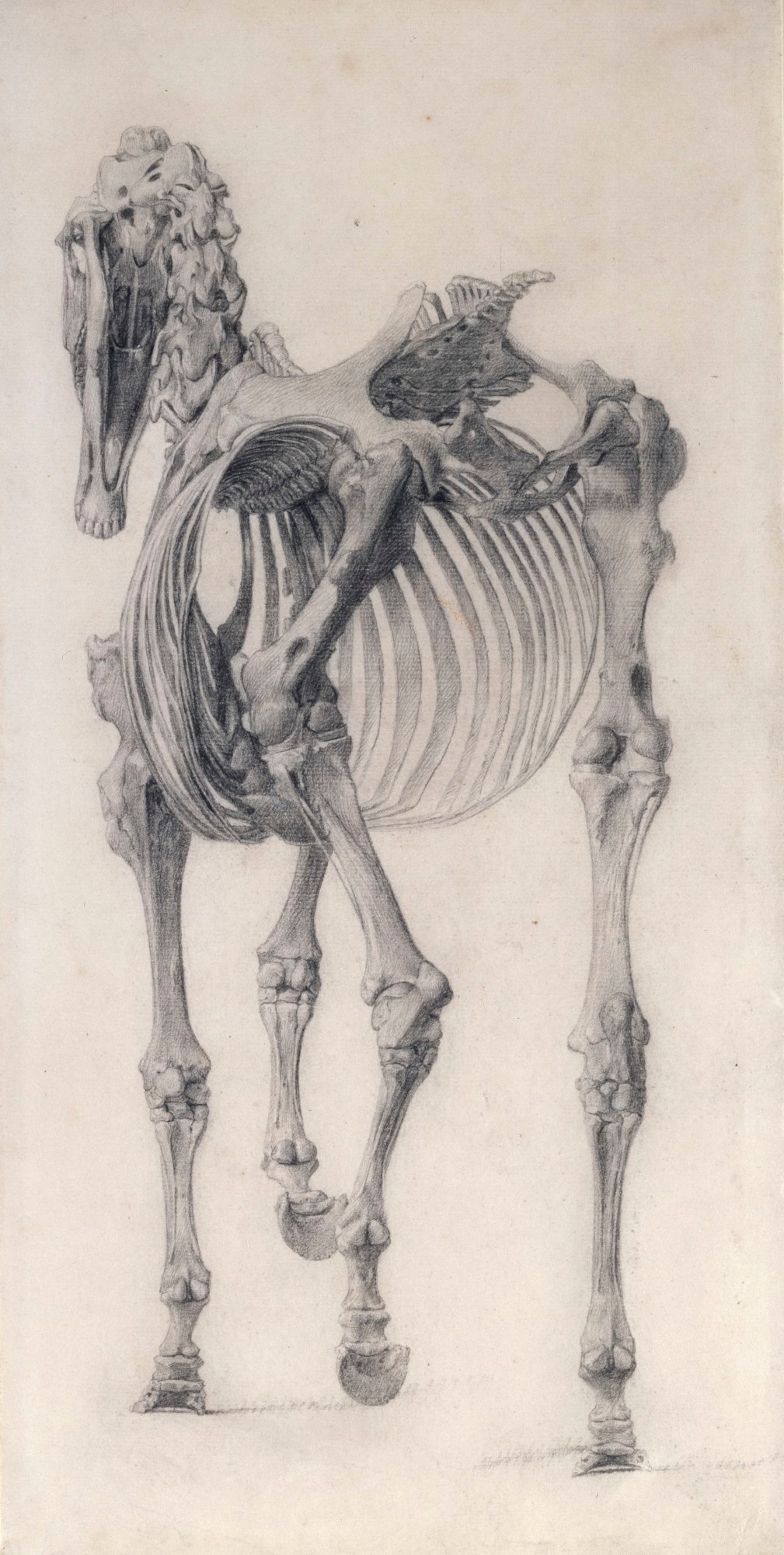George Stubbs ARA, Finished study for 'The Third Anatomical Table of the Skeleton of the Horse'