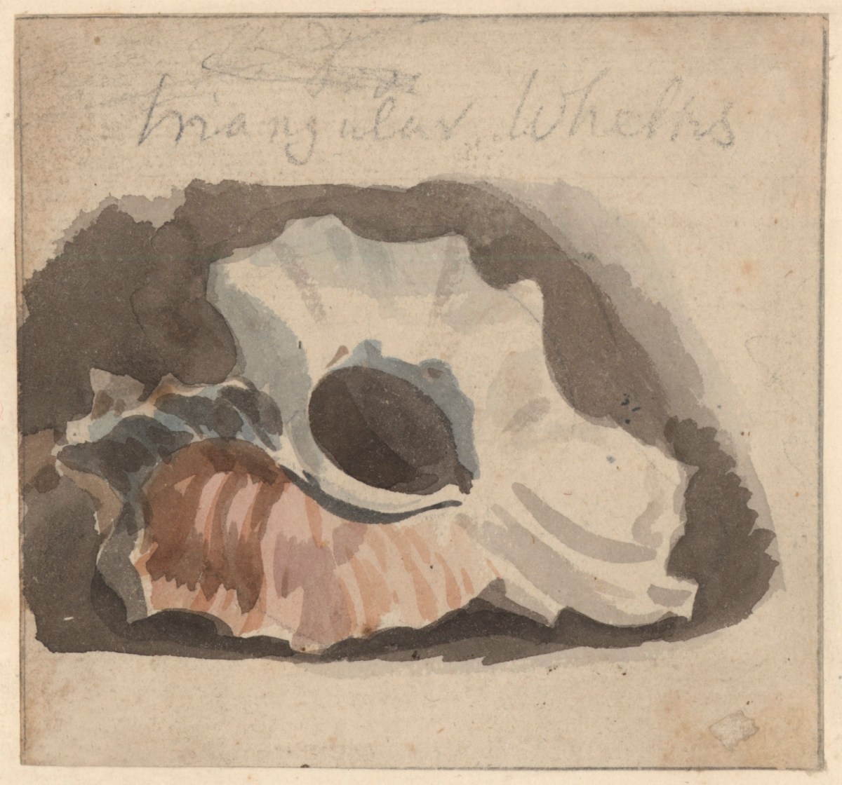 Philip Reinagle RA, A whelk shell