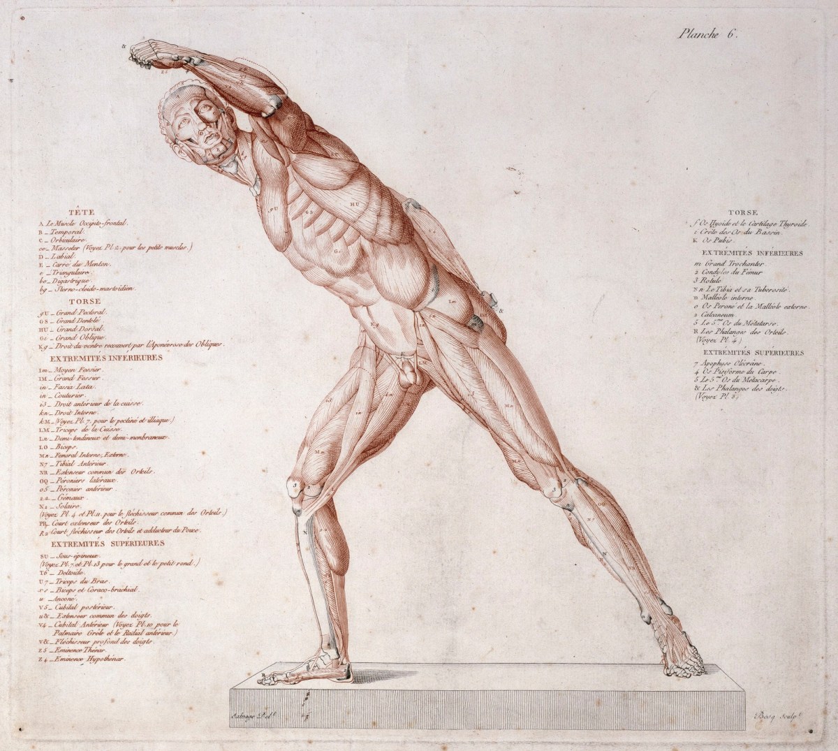 Jean-Galbert Salvage, The Borghese Gladiator anatomised: view of left side