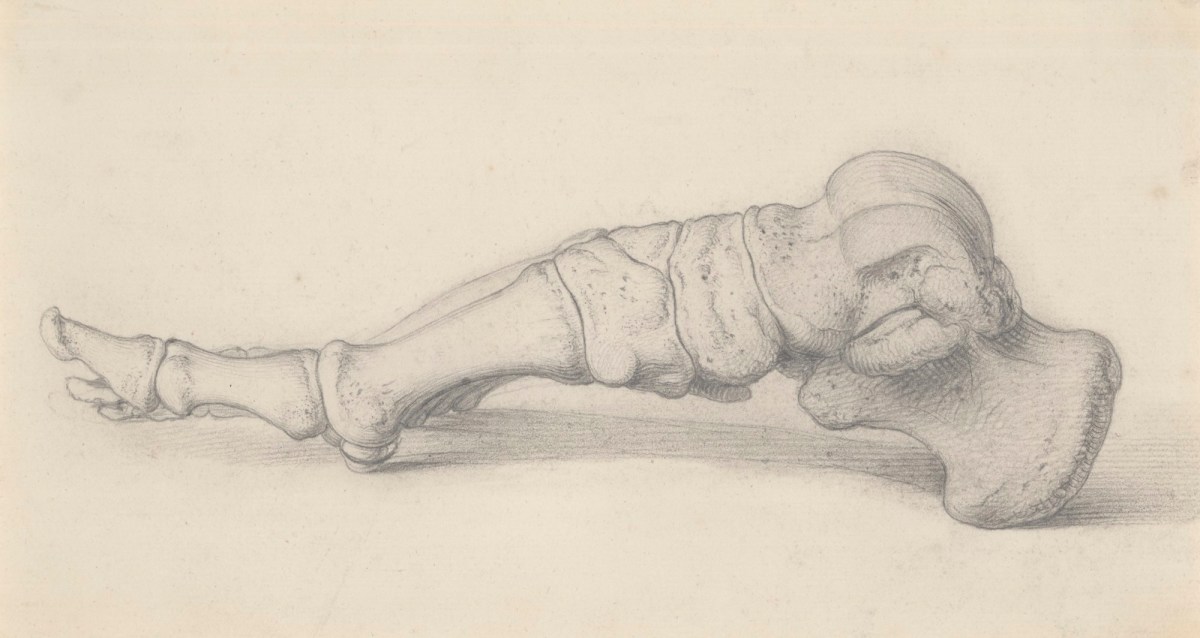 Gerard van der Gucht, The inside of the bones of the foot, for Cheselden's Osteographia