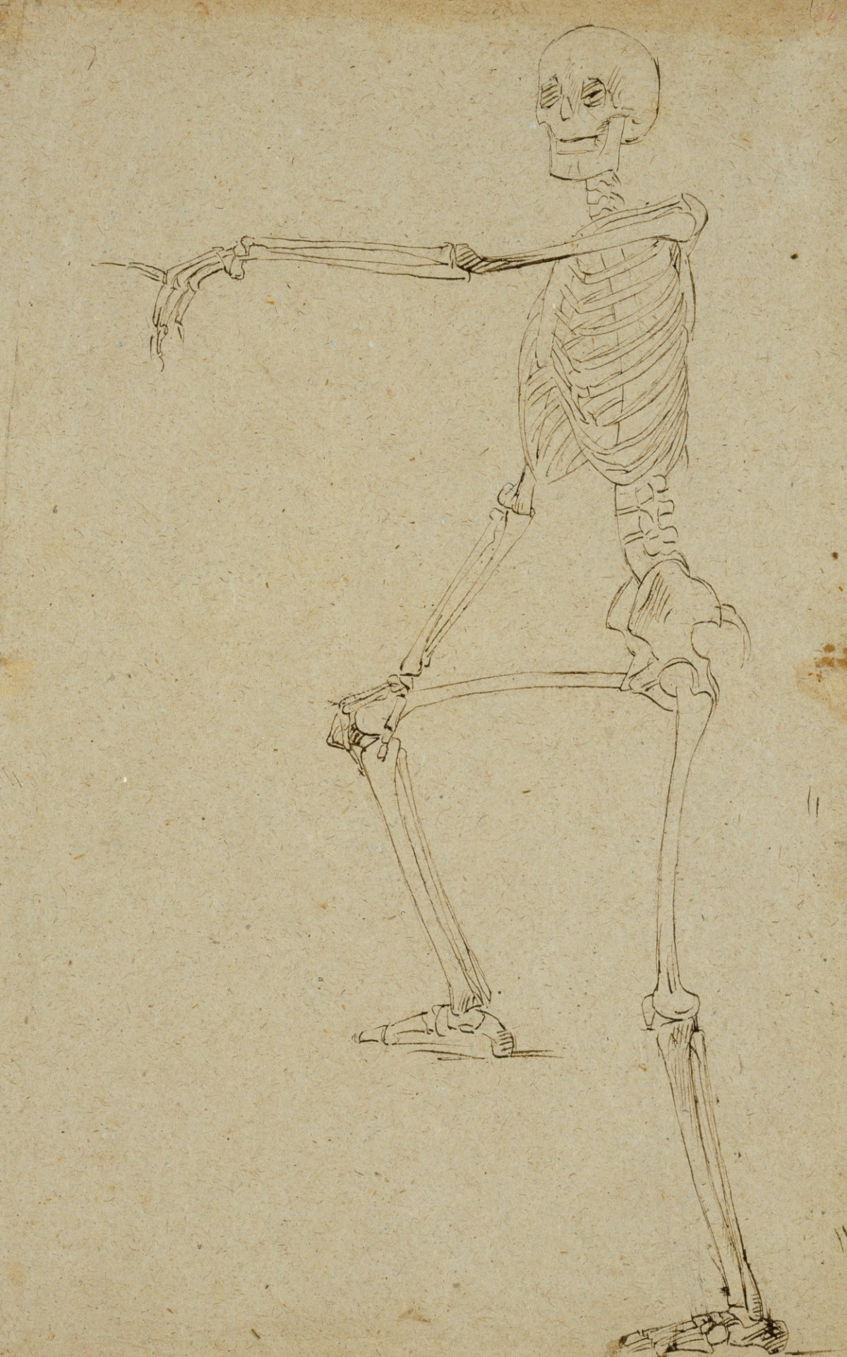 Skeleton Drawings: Inspiring Human Anatomy Art