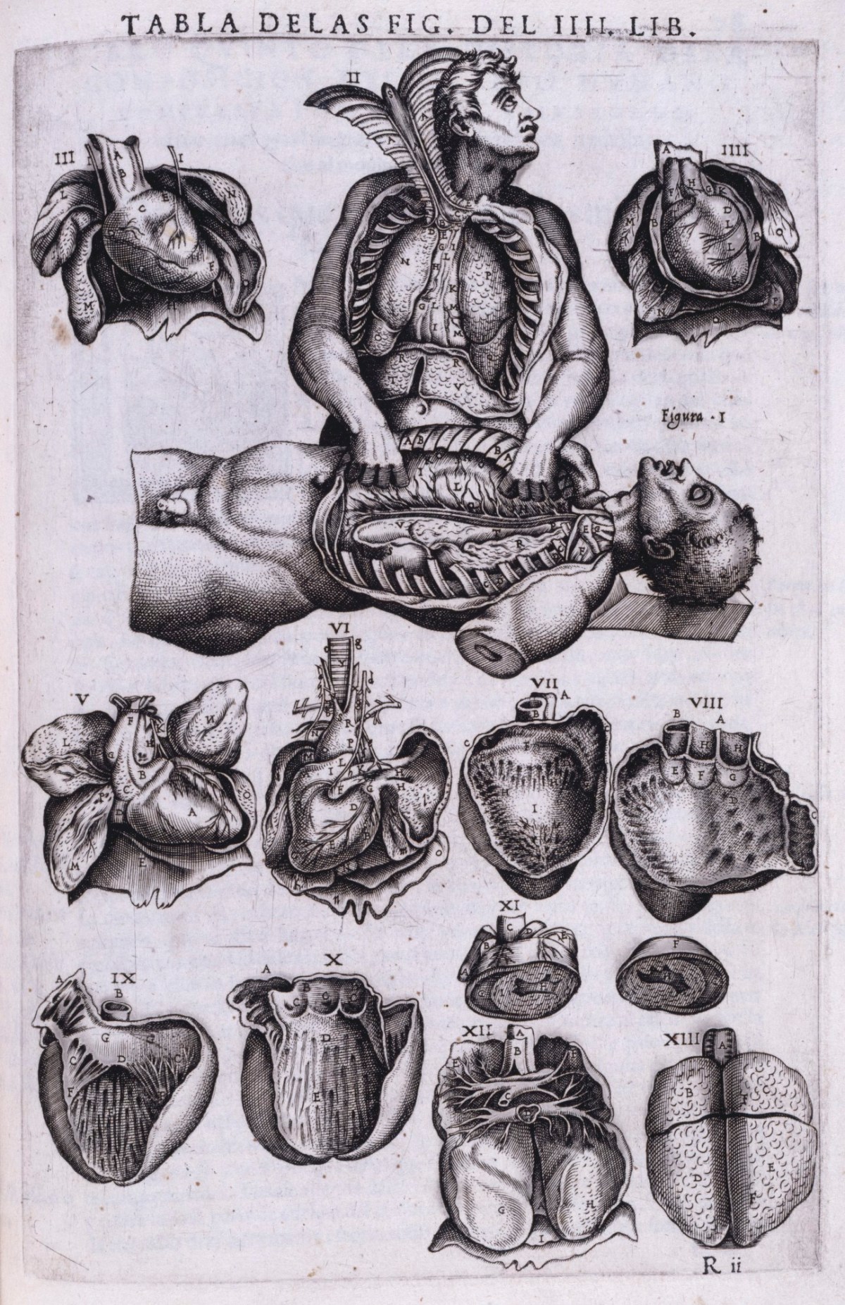 Gaspar Becerra, A dissected man dissects
