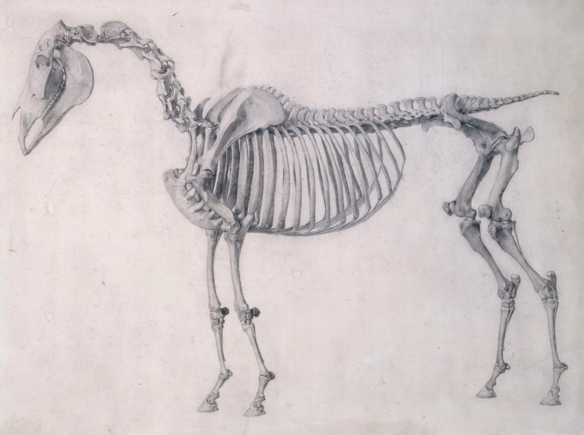 George Stubbs ARA, Finished study for 'The First Anatomical Table of the Skeleton of the Horse'