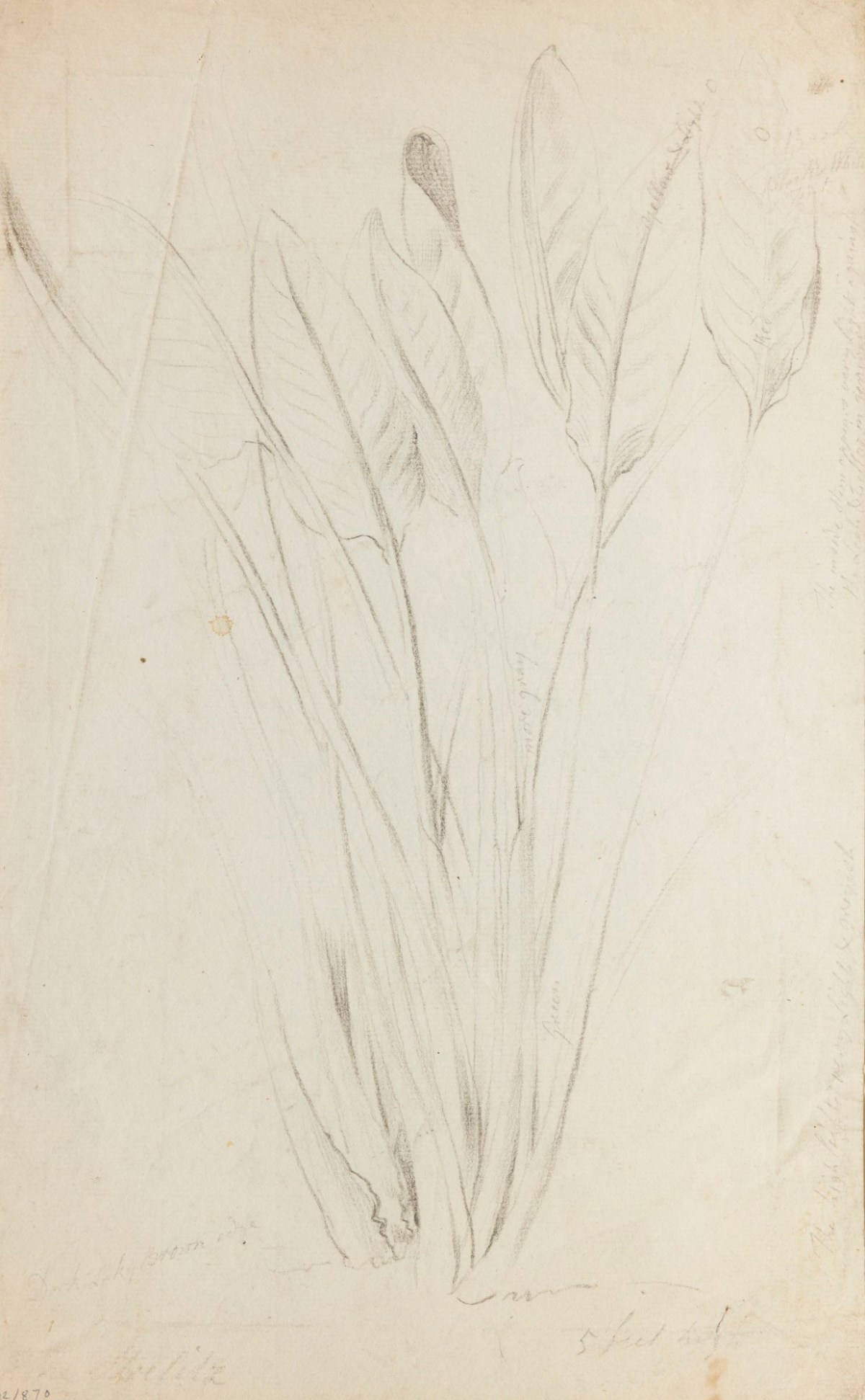Philip Reinagle RA, A plant
