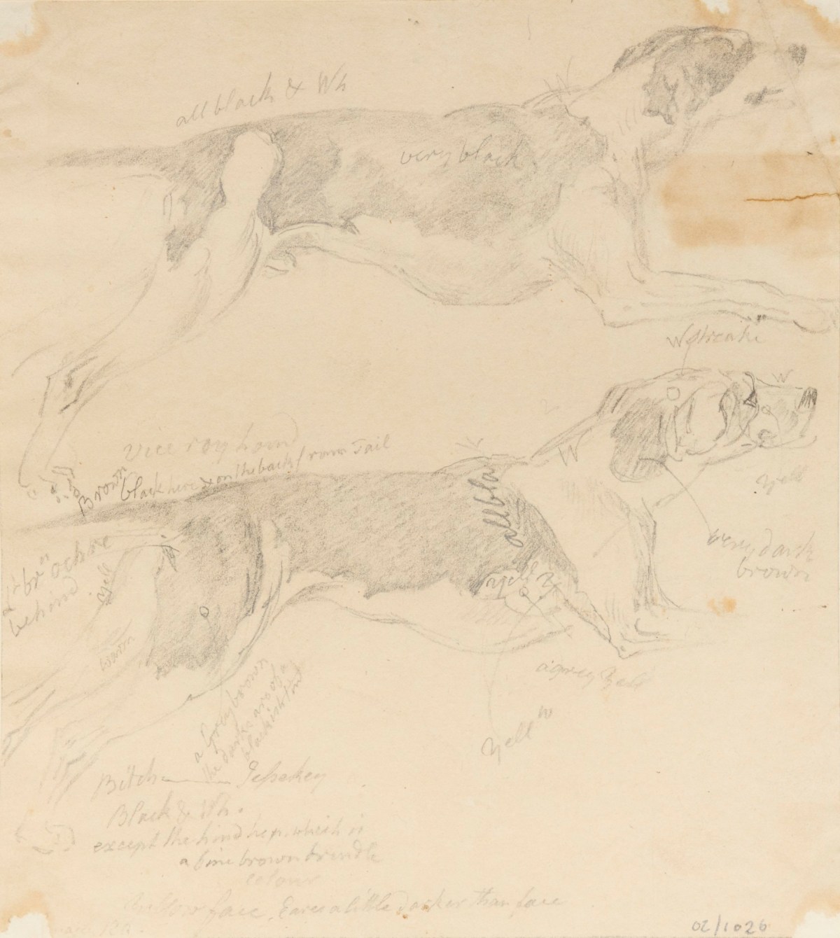 Philip Reinagle RA, Drawings of running dogs
