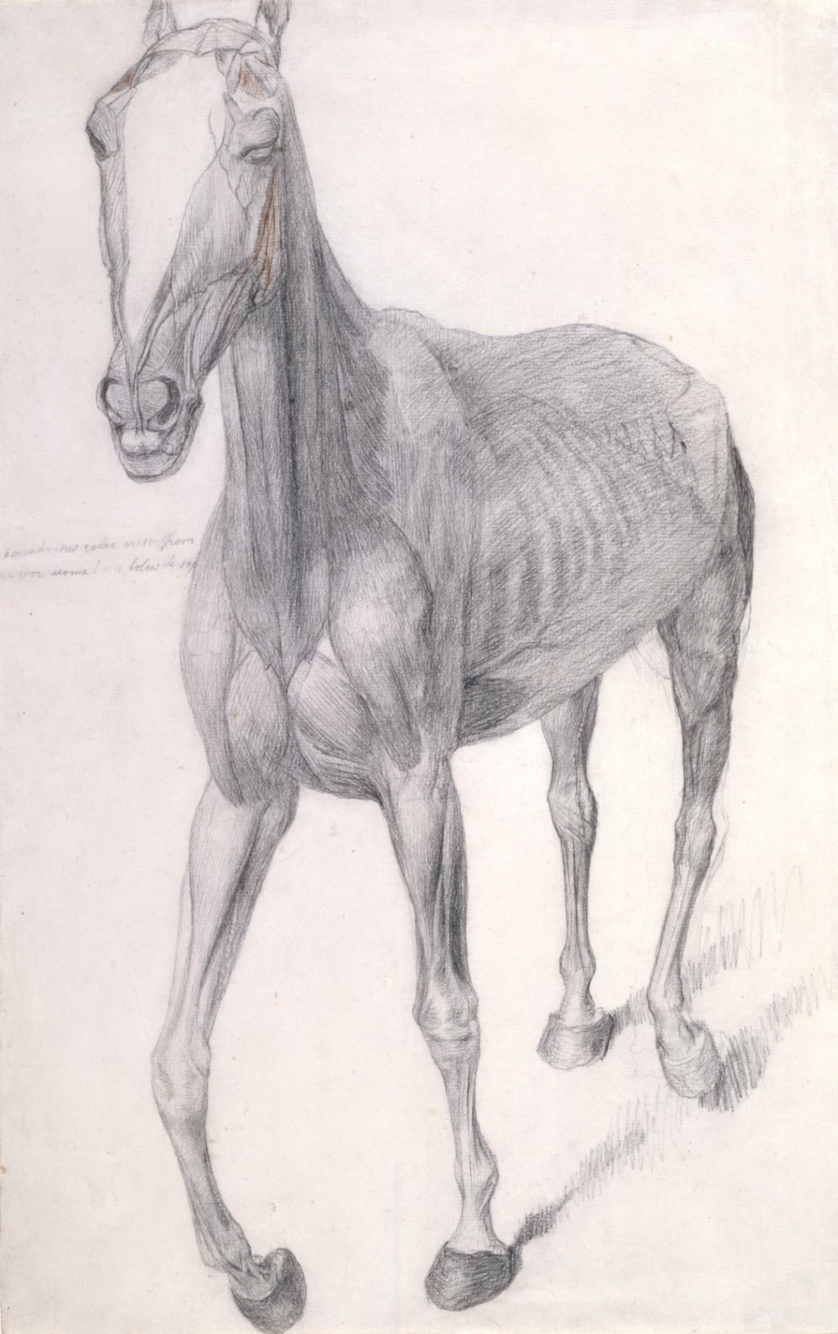 George Stubbs ARA, Working drawing for 'The Seventh Anatomical Table of the Muscles ... of the Horse'