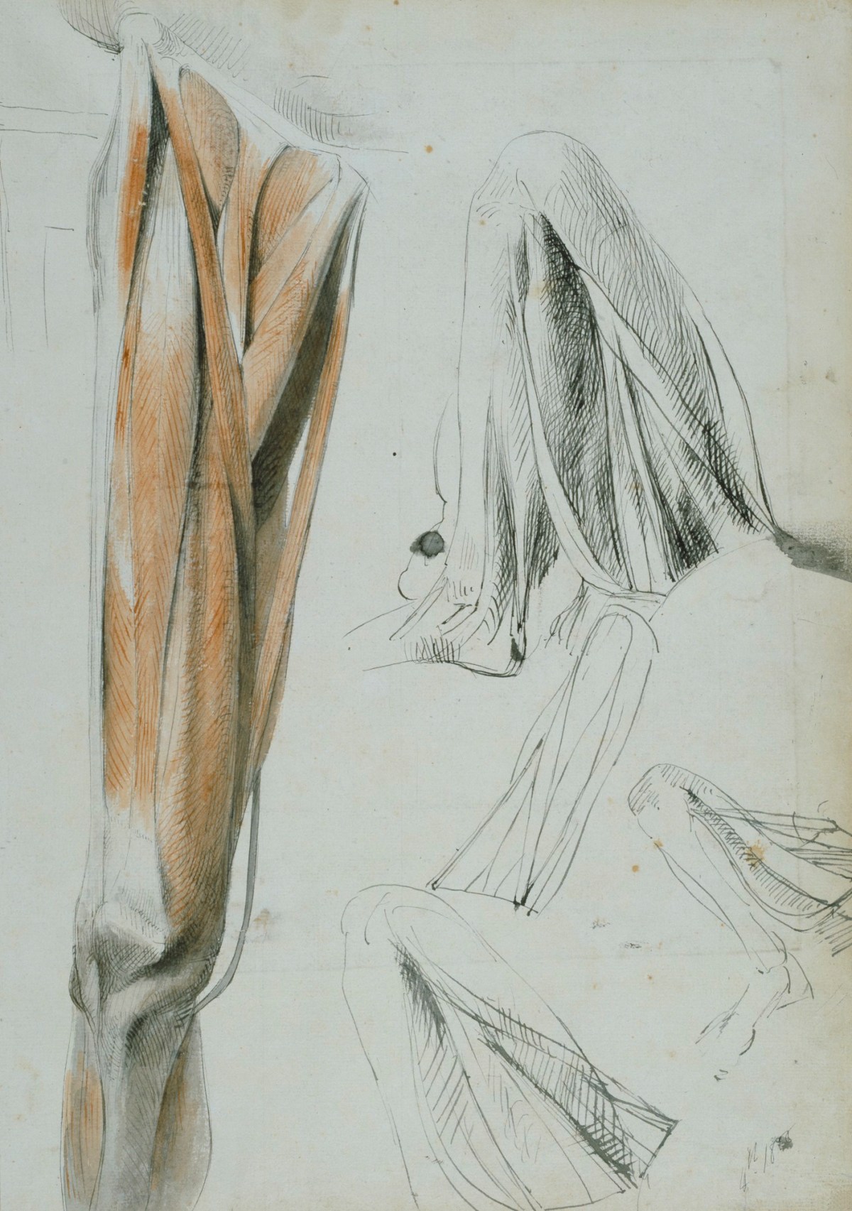 Benjamin Robert Haydon, Sheet of anatomical drawings of the leg
