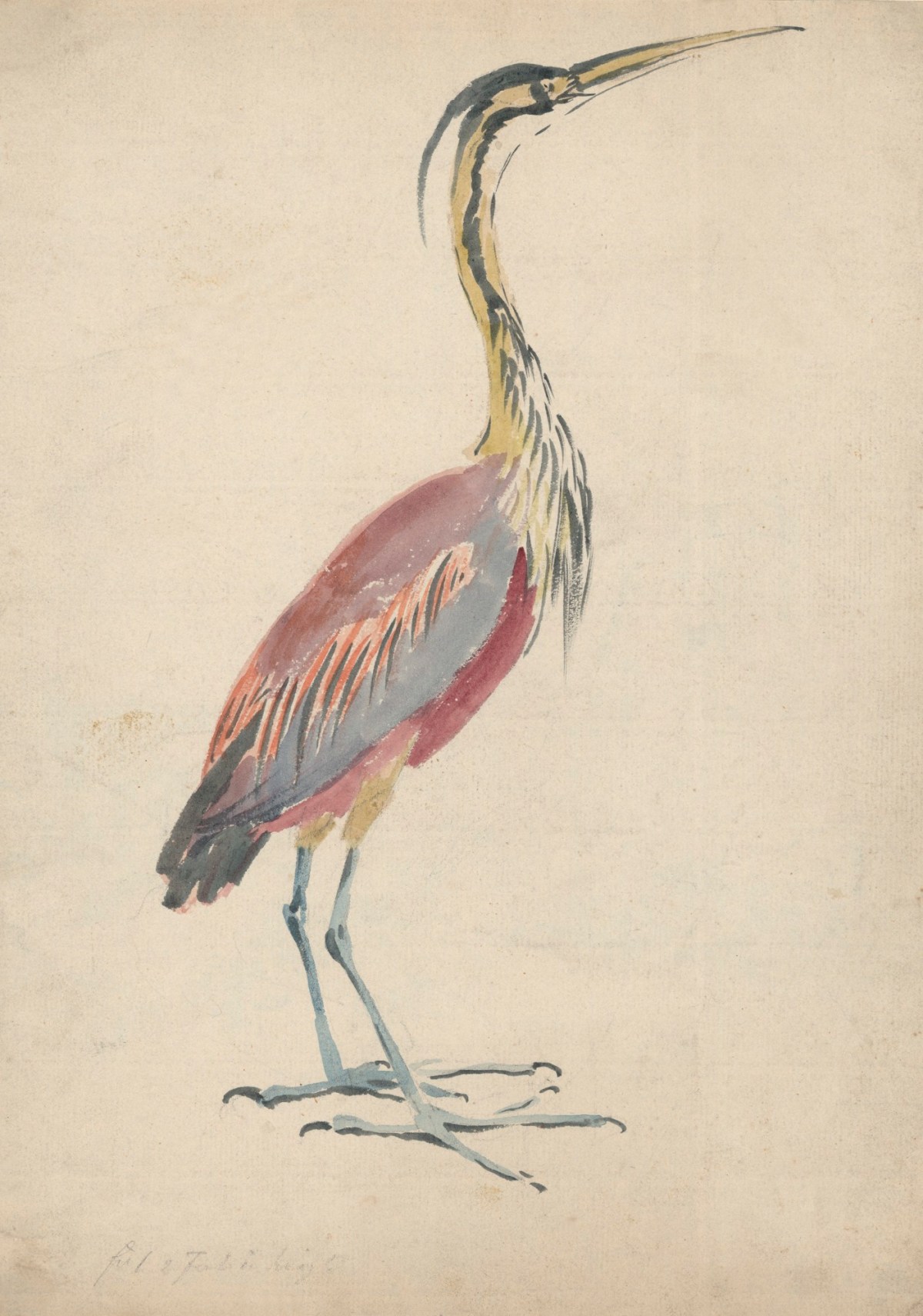 Philip Reinagle RA, A Purple Heron
