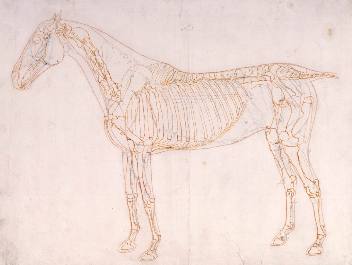 George Stubbs ARA, Working drawing of the Blood Vessels for 'The First Anatomical Table of the Muscles ... of the Horse'