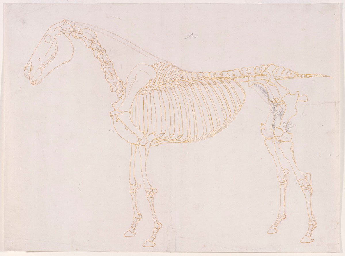 George Stubbs ARA, Working drawing of the Blood Vessels for 'The Fifth Anatomical Table of the Muscles ... of the Horse'