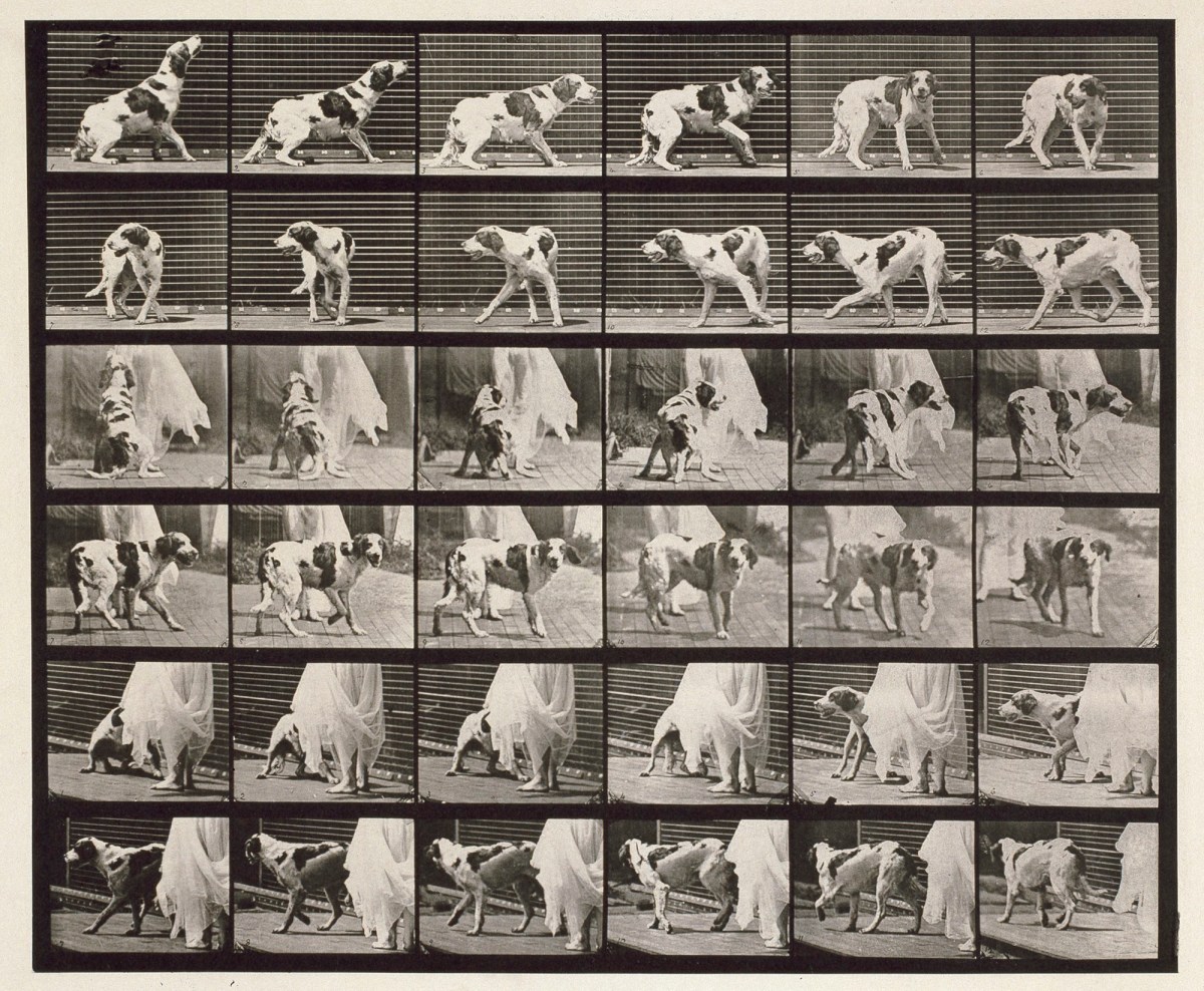 Eadweard Muybridge, Dog; turning around etc.; setter Kate