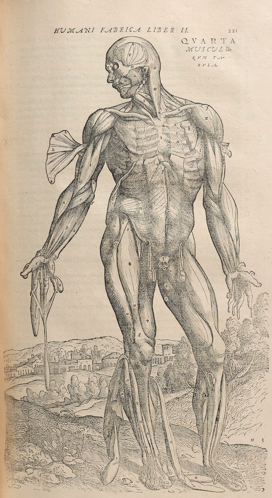Unidentified Venetian artist and Titian and Jan Steven van Calcar, The Fourth Muscle Figure