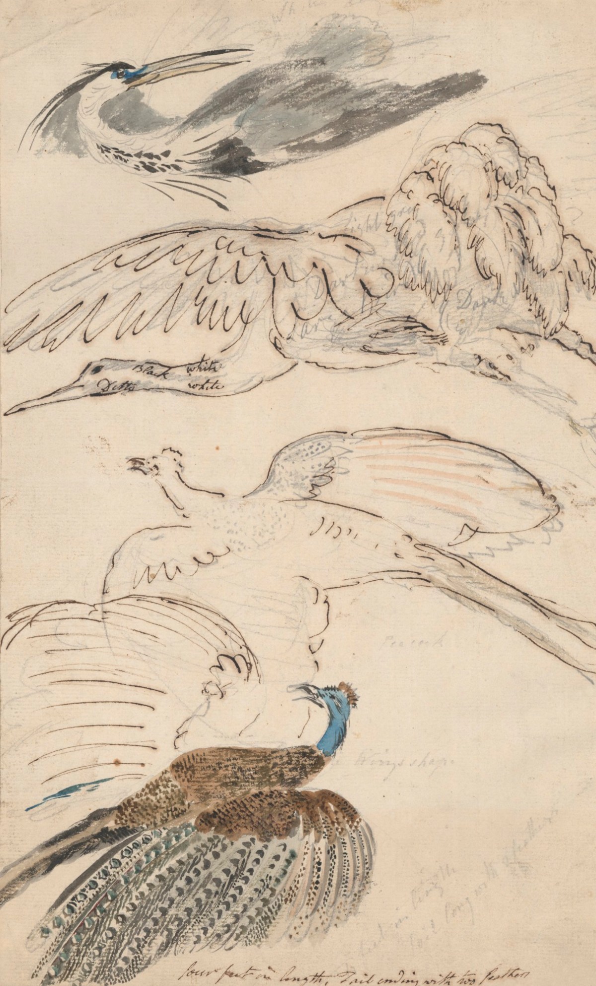 Philip Reinagle RA, Four drawings of birds in flight