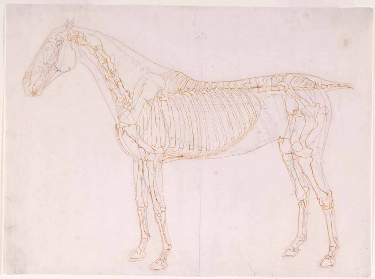 George Stubbs ARA, Working drawing of the Blood Vessels for 'The First Anatomical Table of the Muscles ... of the Horse'