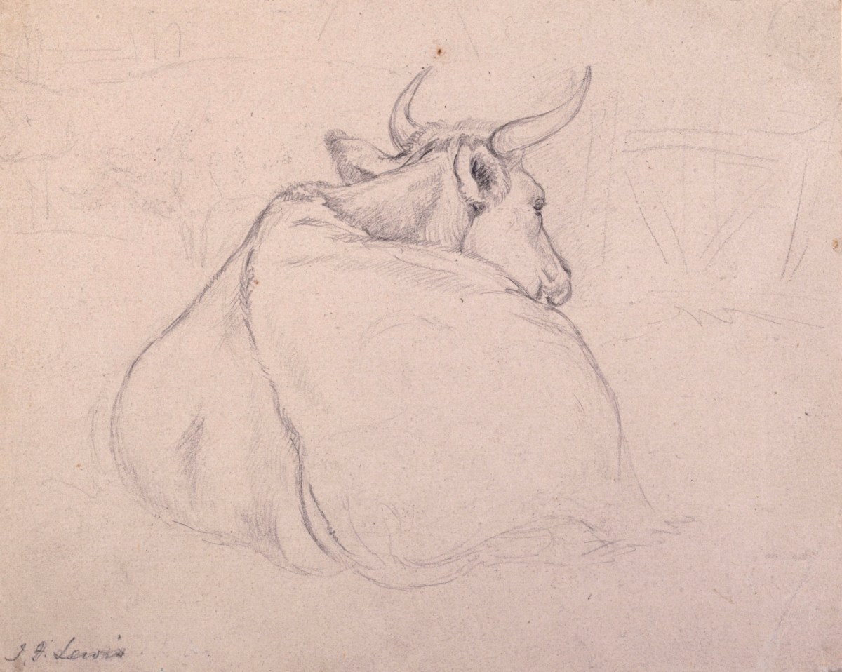 Лежащая корова картина