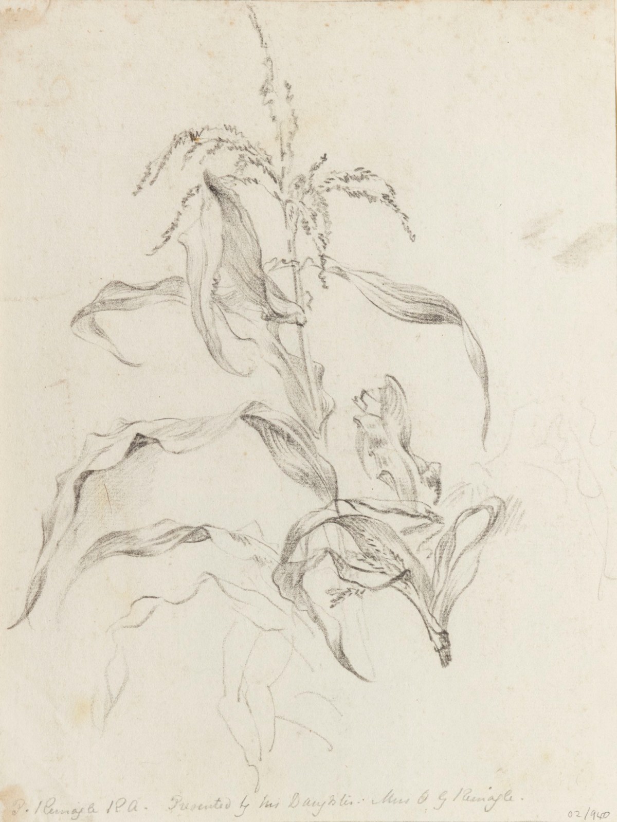 Philip Reinagle RA, A flower with long thin leaves