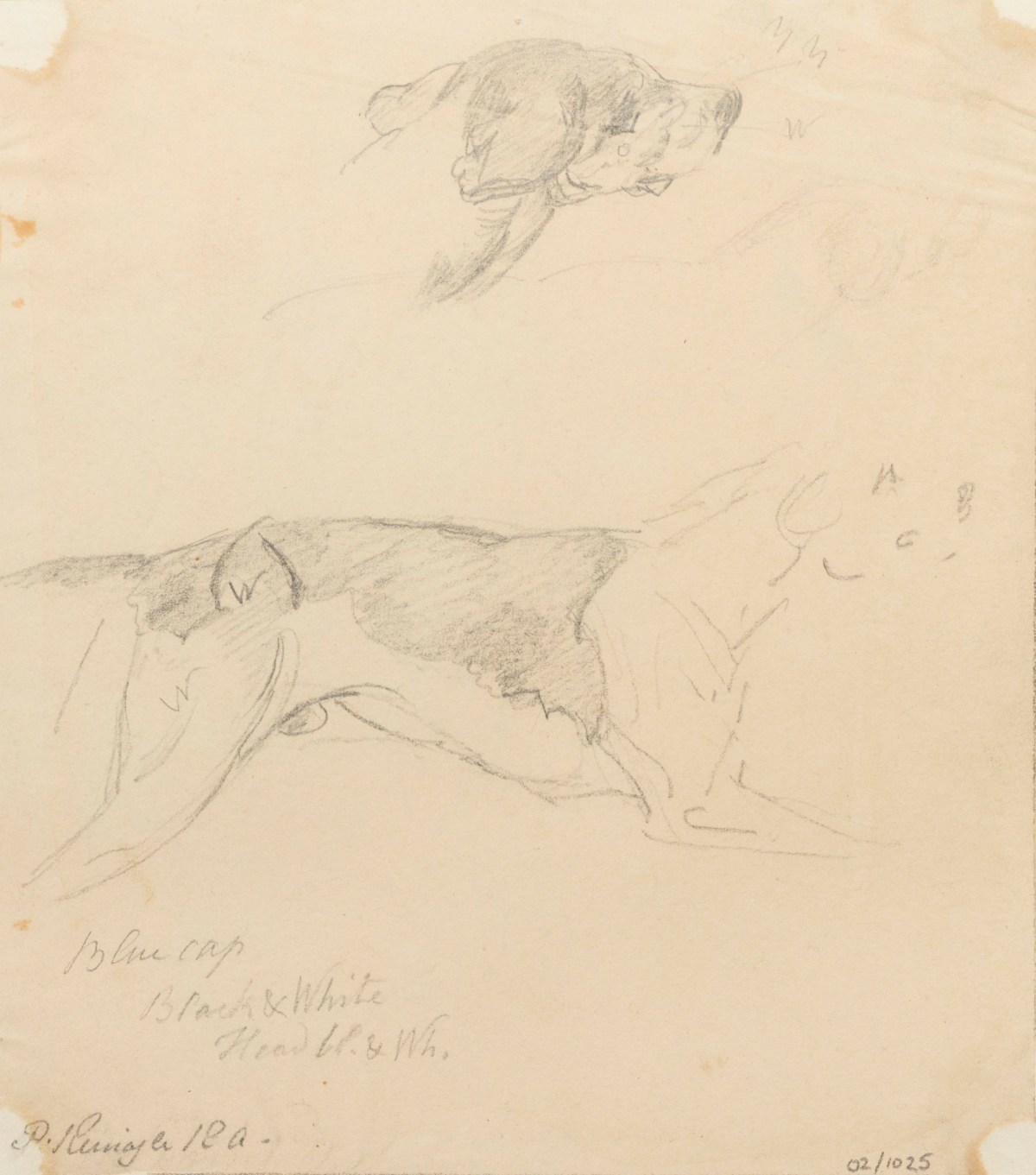 Philip Reinagle RA, A running dog in profile