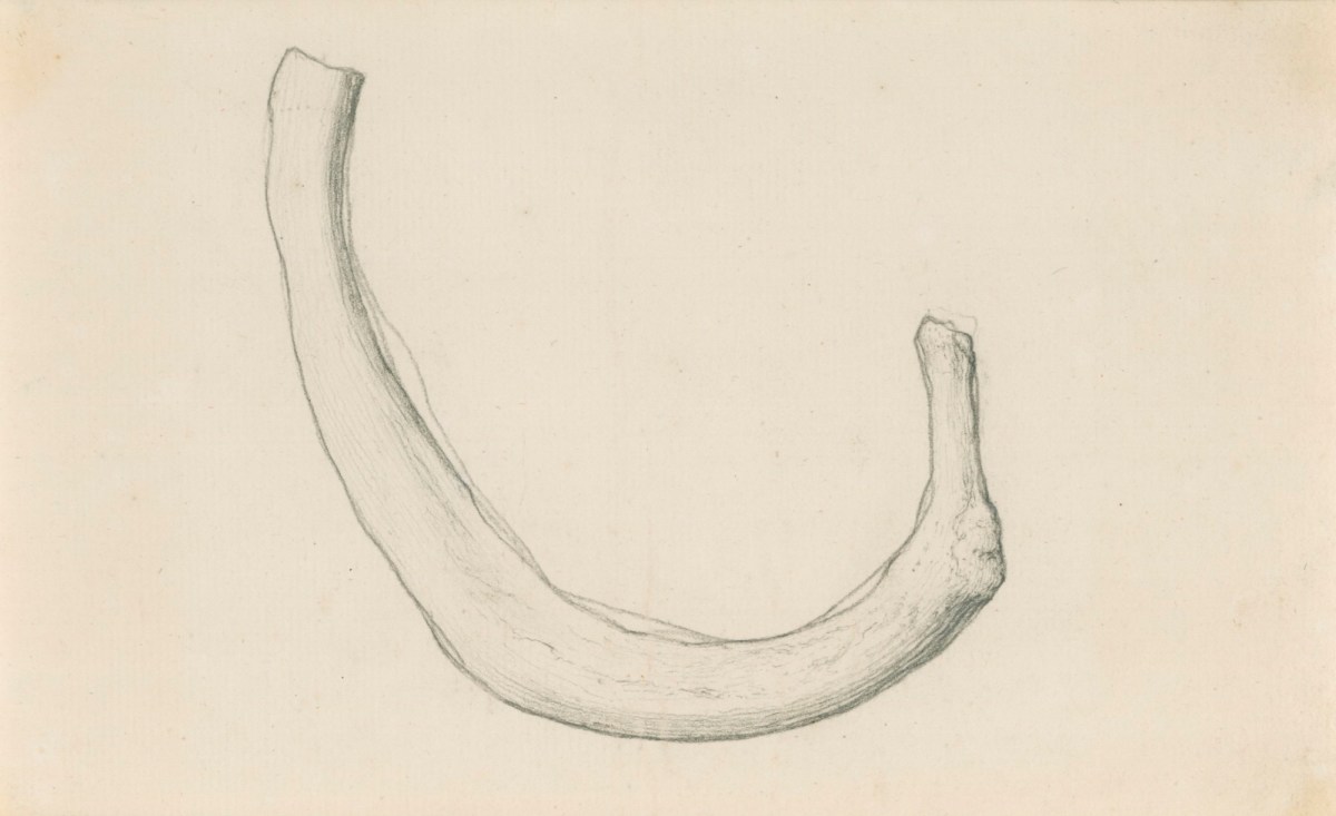 Gerard van der Gucht, The second upper rib, for Cheselden's Osteographia