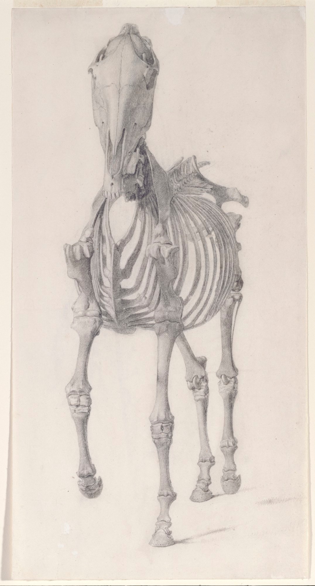 George Stubbs ARA, Finished study for 'The Second Anatomical Table of the Skeleton of the Horse'