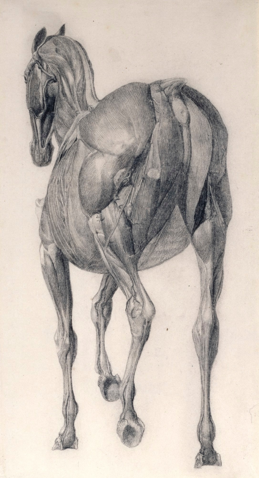 George Stubbs ARA, Finished study for 'The Thirteenth Anatomical Table of the Muscles ... of the Horse'