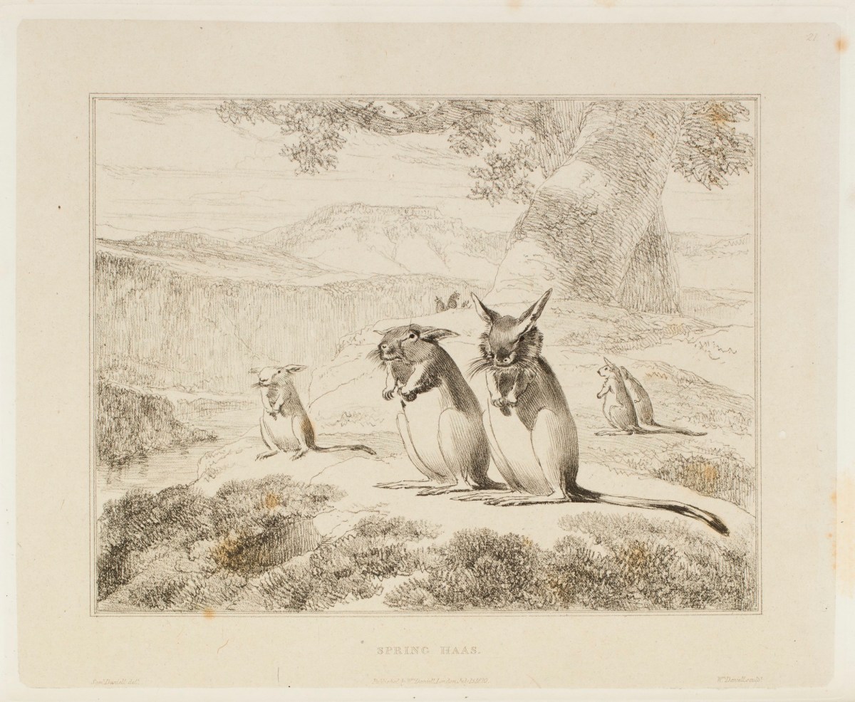 Samuel Daniell, The spring haas, or Cape jerboa