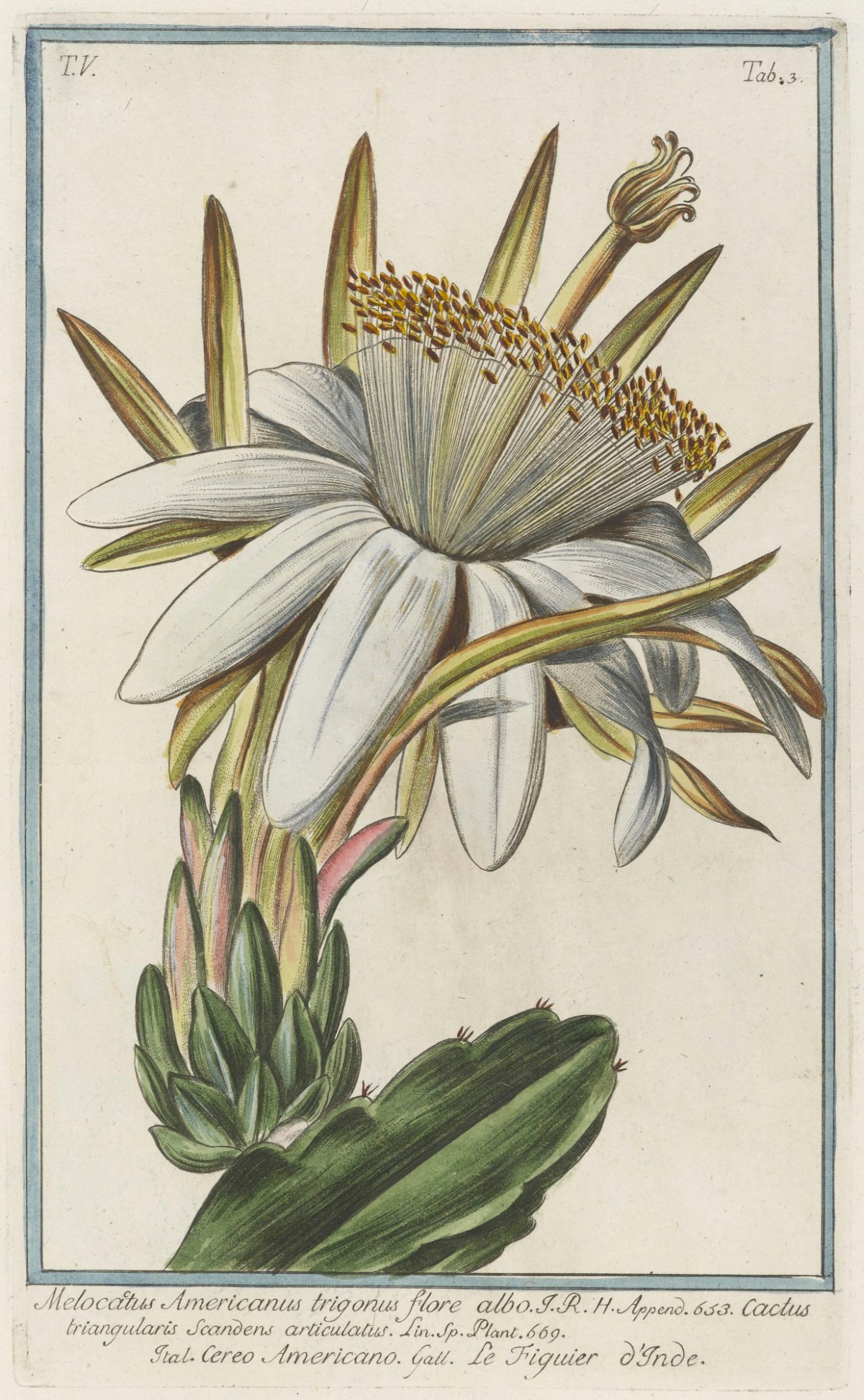 Cesare Ubertini, Melocactus Americanus trigonus flore albo