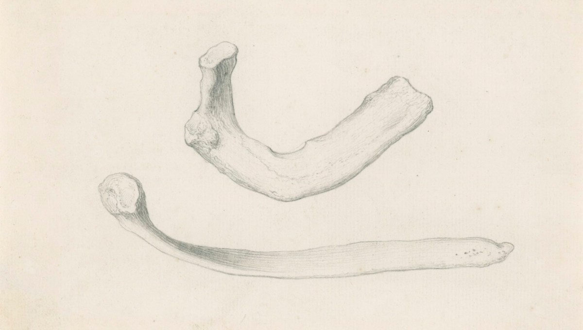 Gerard van der Gucht, The sixth lowest rib and the first upper rib, for Cheselden's Osteographia