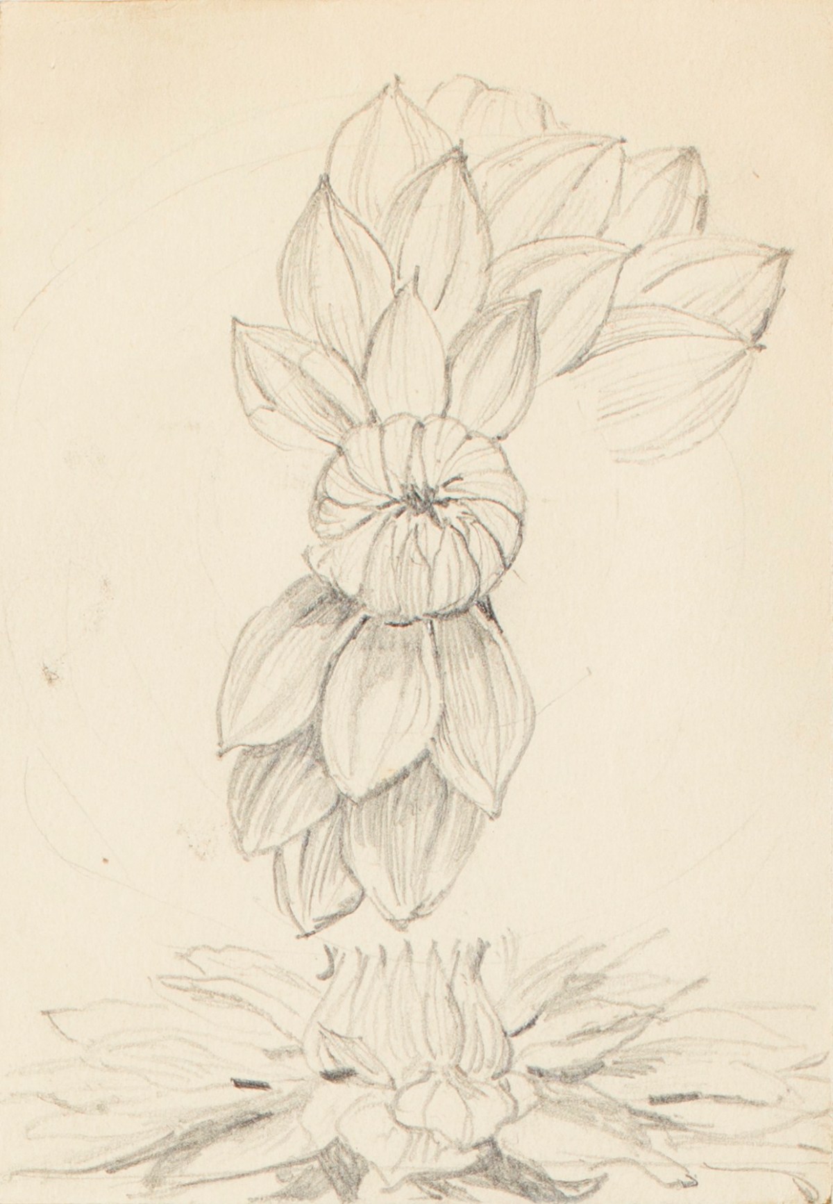 Henry Hugh Armstead RA, Studies of a waterlily flower