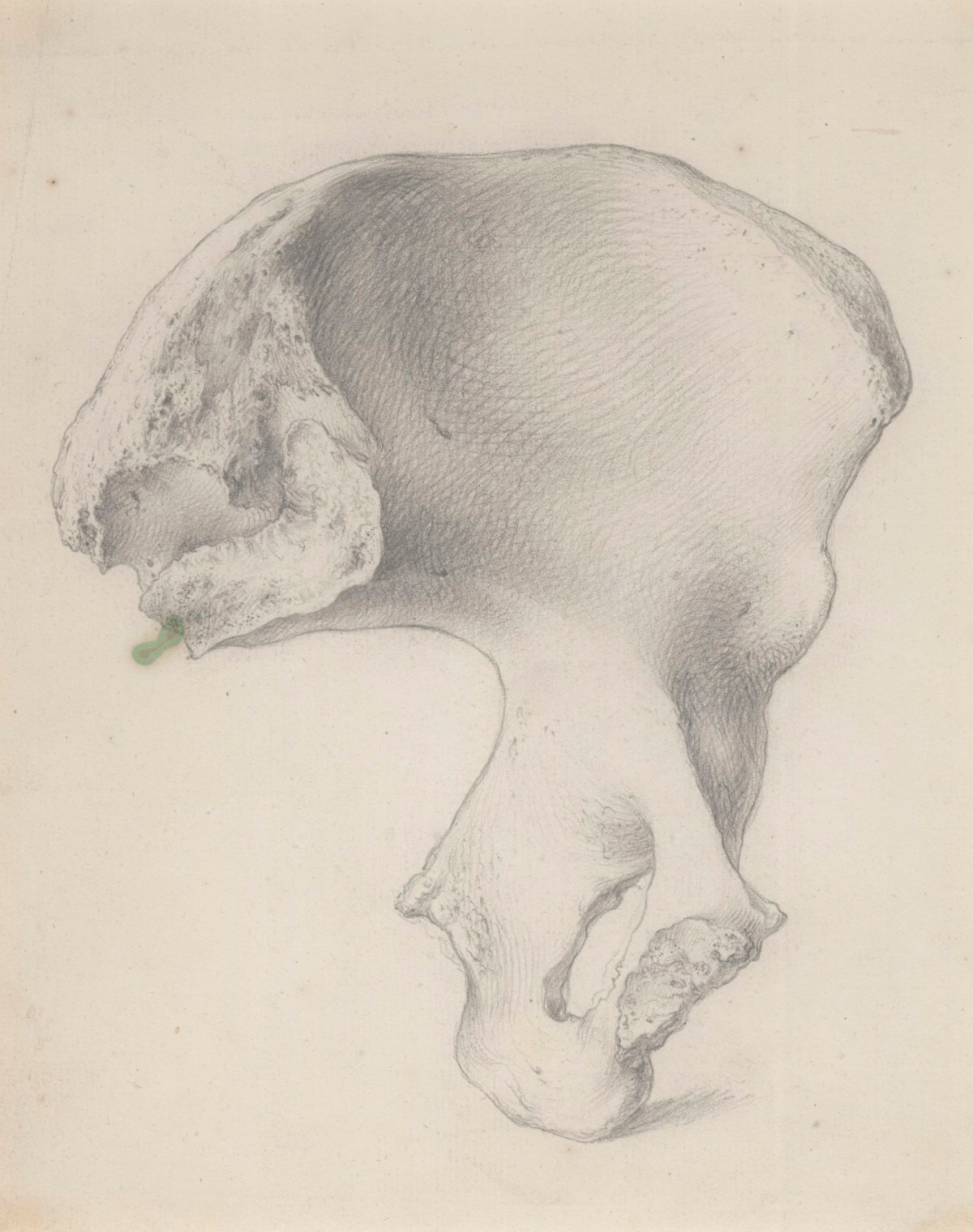 Gerard van der Gucht, Internal view of the ossa innominata, or hip bone, for Cheselden's Osteographia