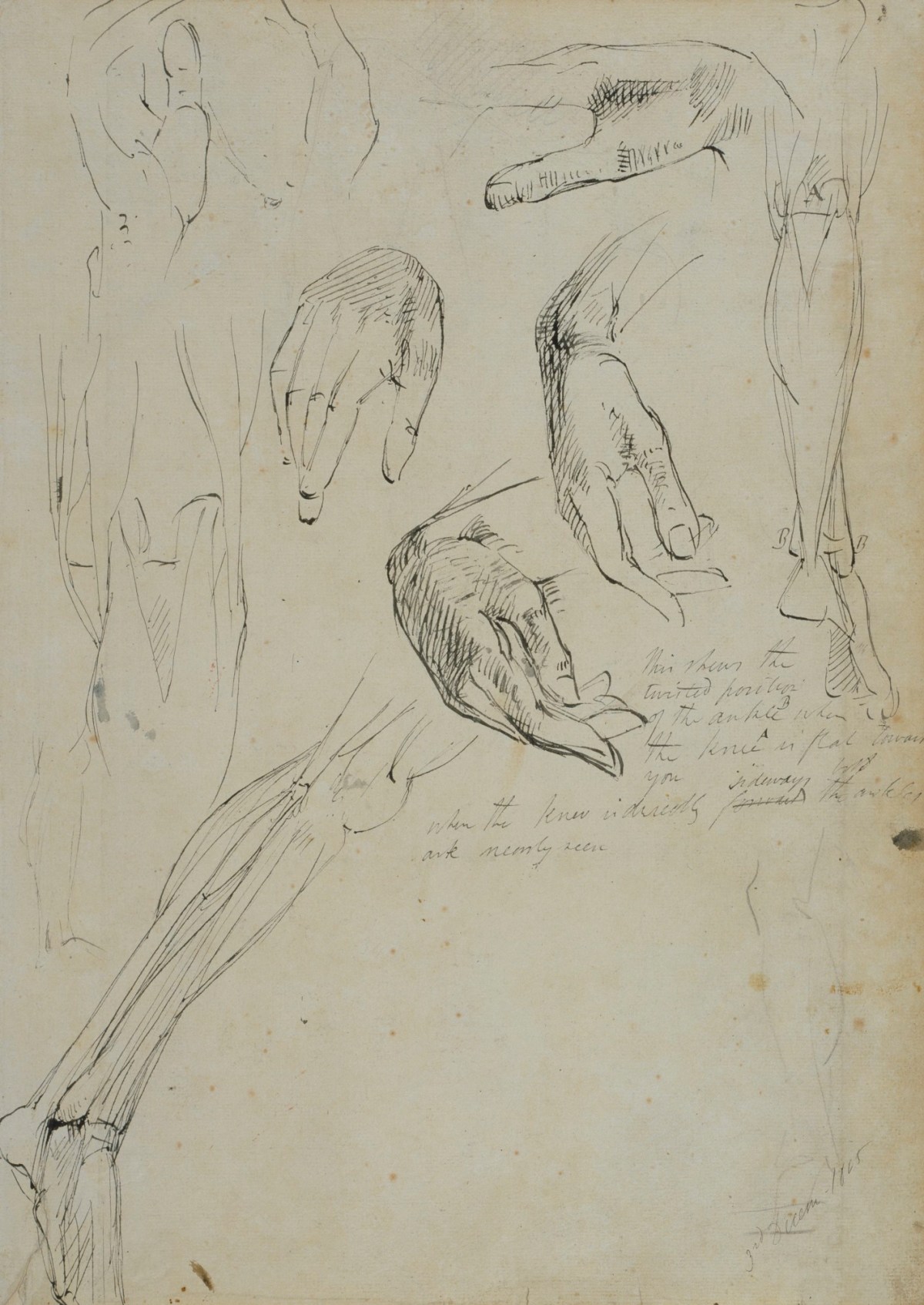 Benjamin Robert Haydon, A sheet of studies of hands and anatomical drawings of the leg and foot
