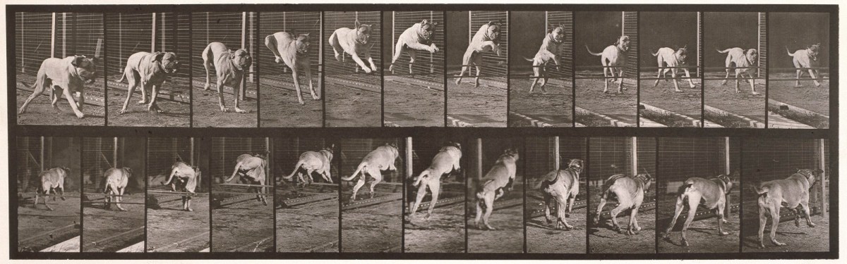 Eadweard Muybridge, Dog; jumping hurdle; mastiff Dread