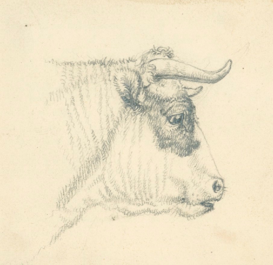 Cow hand drawn sketch vintage Royalty Free Vector Image