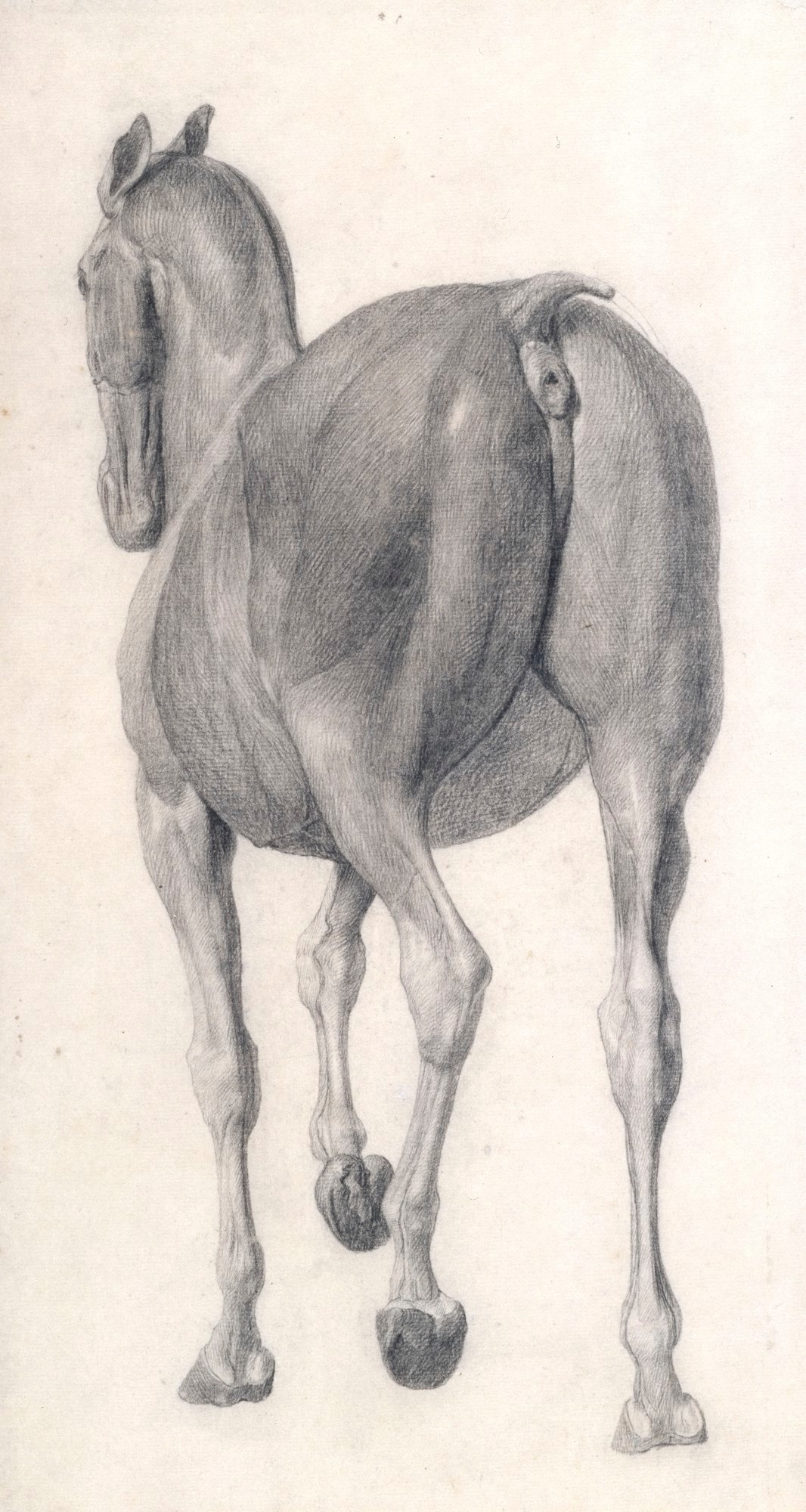 George Stubbs ARA, Finished study for 'The Eleventh Anatomical Table of the Muscles ... of the Horse'