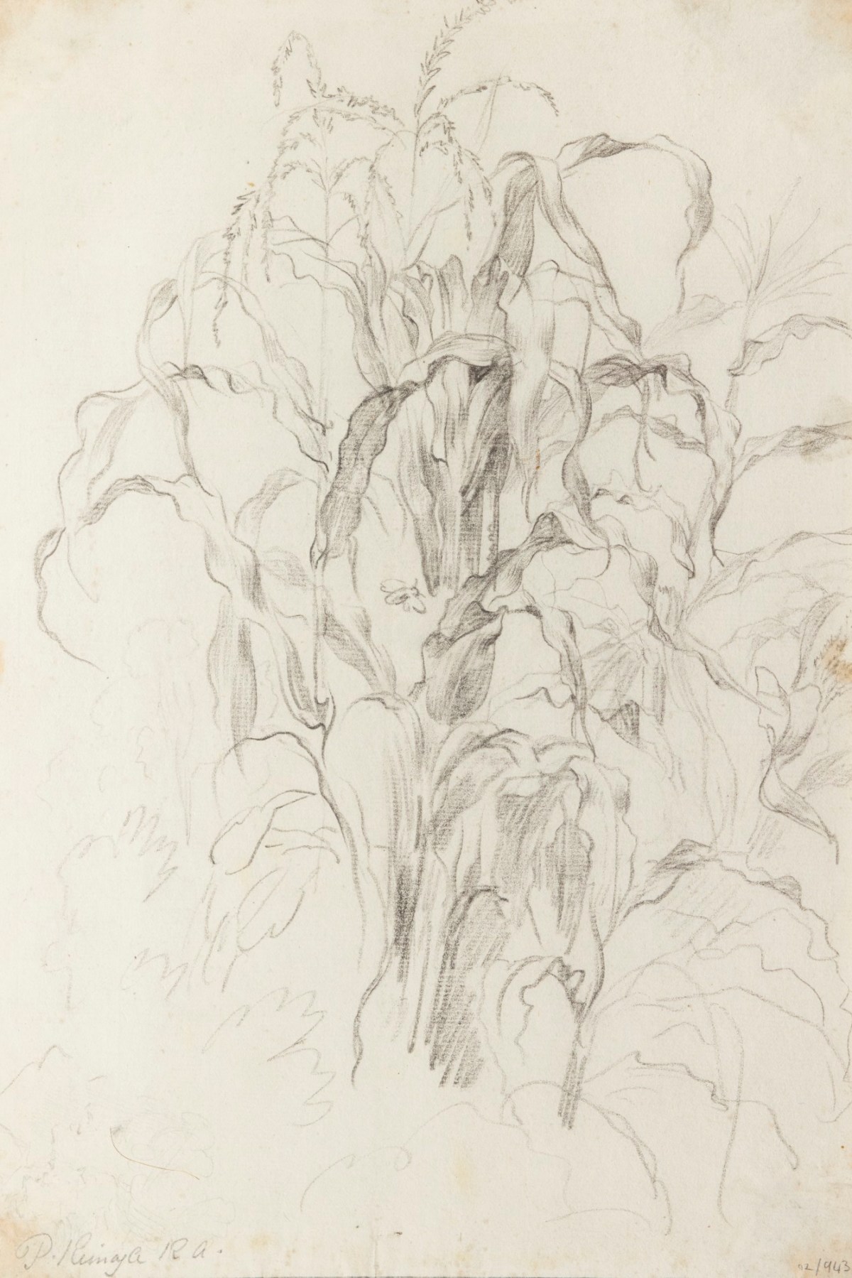 Philip Reinagle RA, A plant