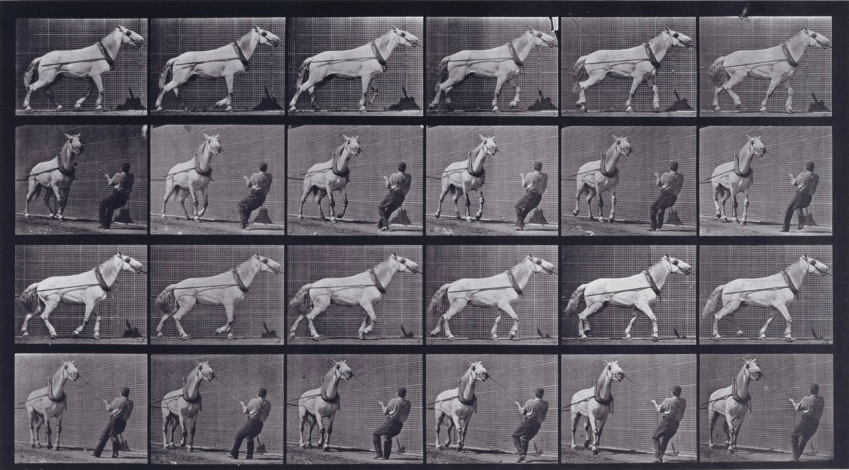 Eadweard Muybridge, Hauling, man pulling at head; light gray mare Johnson