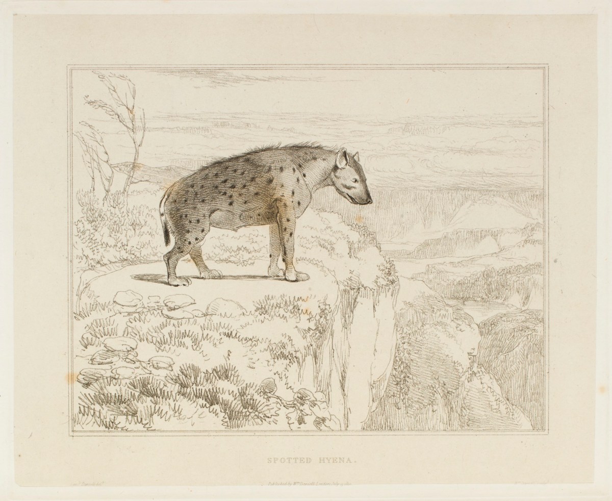 Samuel Daniell, The spotted Hyena