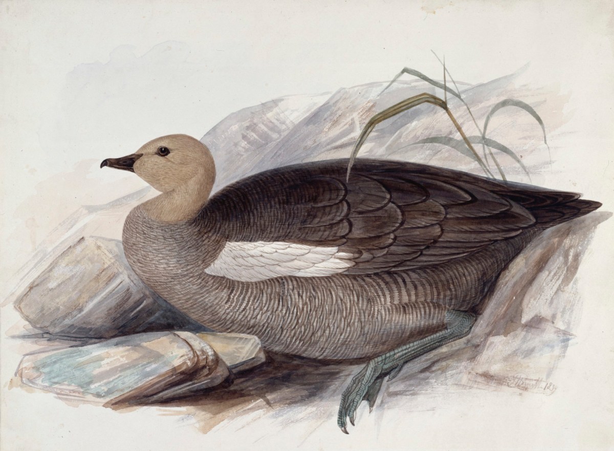 John Halphead Smith, A goose, probably a Ruddy-headed or Magellan Goose, in profile