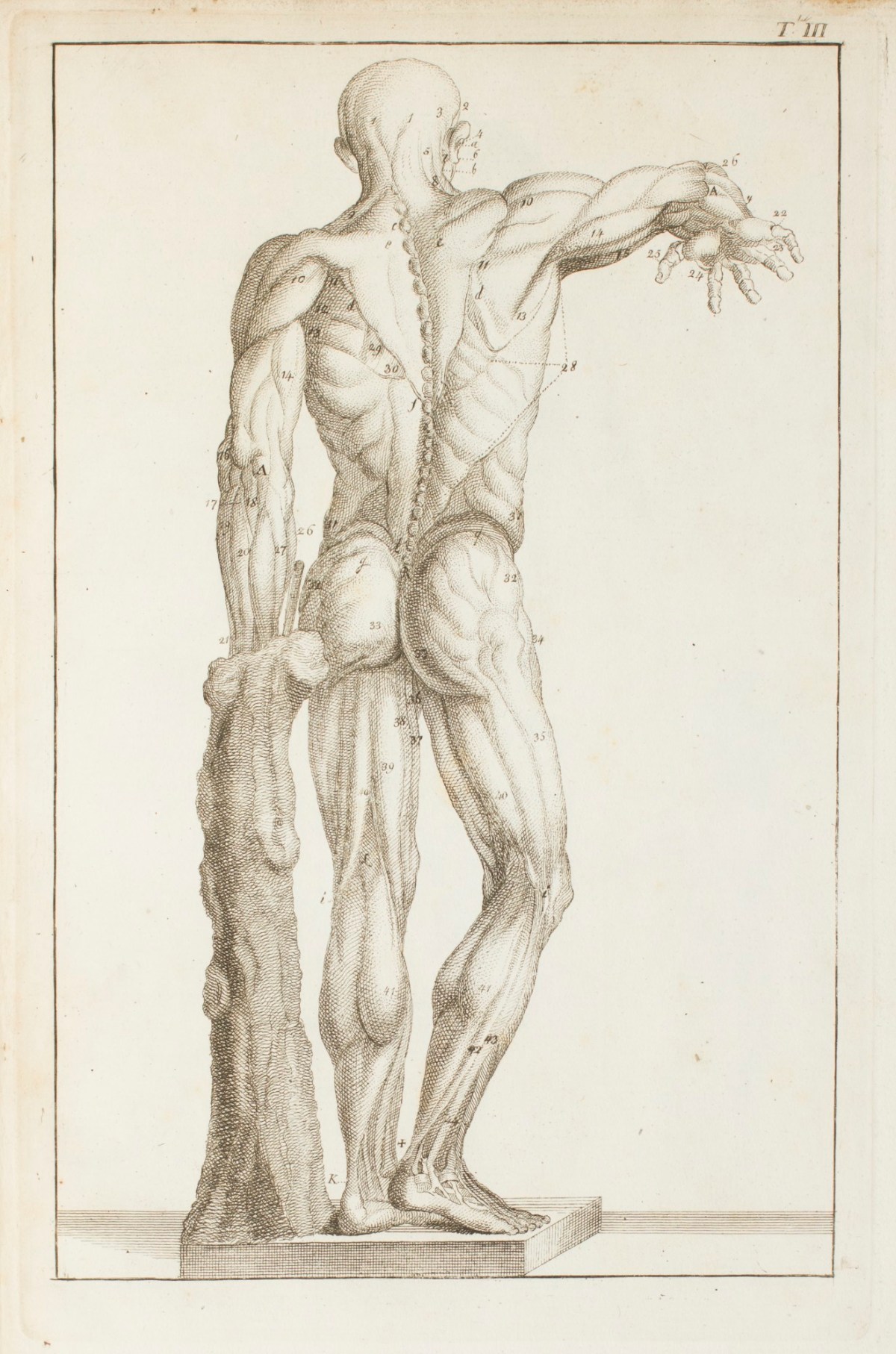 Carlo Lasinio, Écorché figure