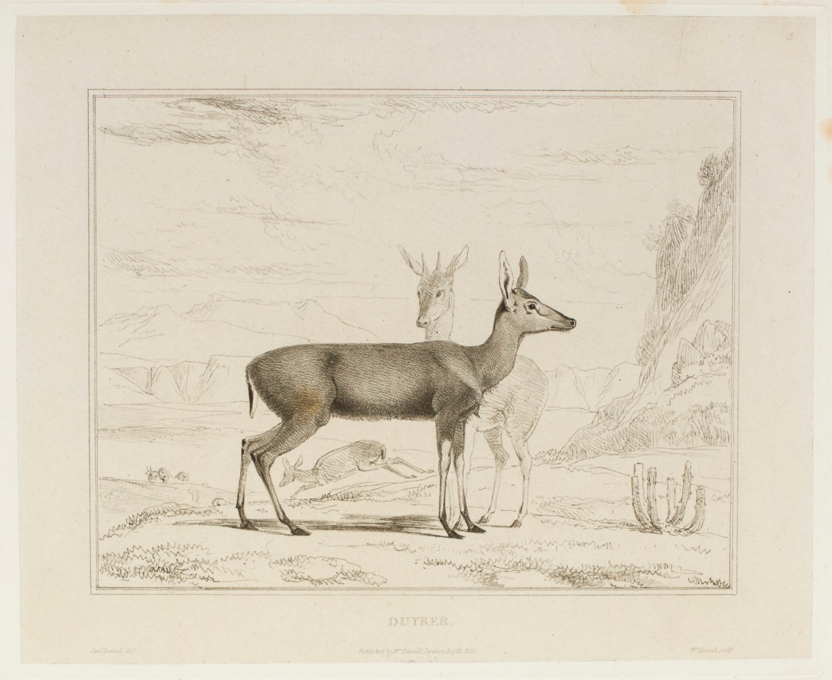 Samuel Daniell, The duiker