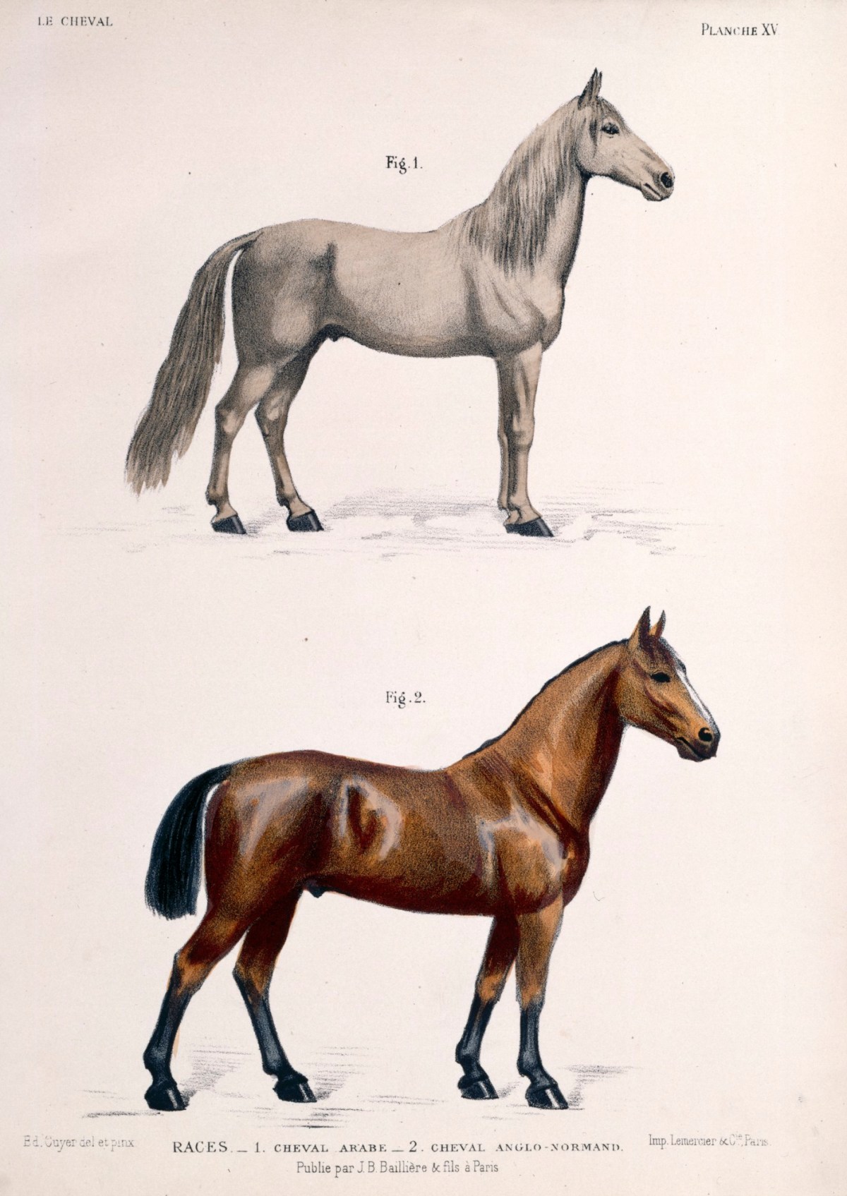 Стандарт породы кабардинская фрагмент. Кабардинская порода лошадей рисунок. Клеймо Кабардинской породы лошадей. Лошадь англо. Породы лошадей cheva.