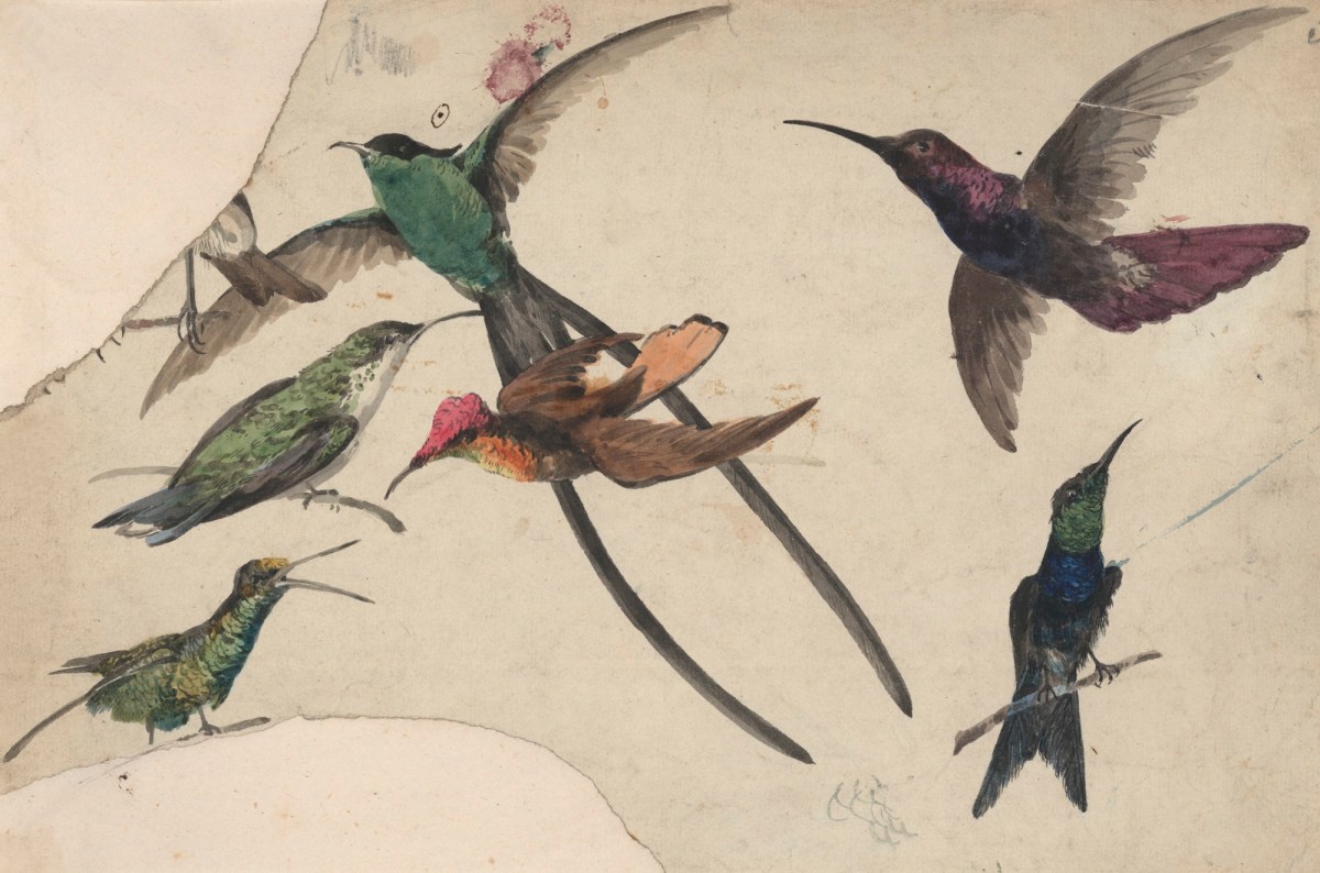 Philip Reinagle RA, Hummingbirds
