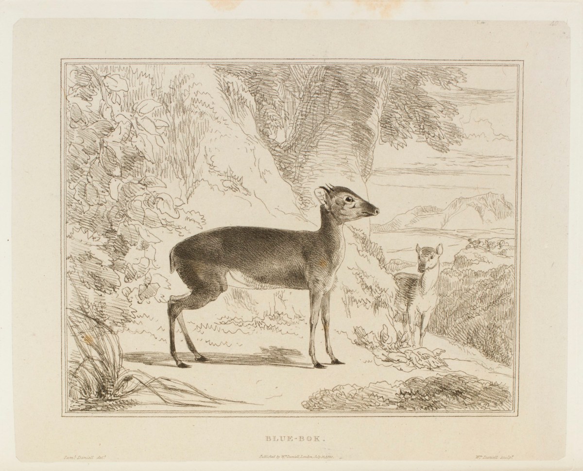 Samuel Daniell, The bue-bok