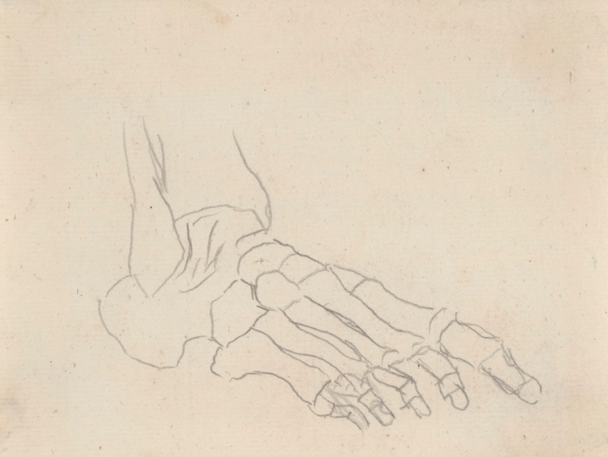 Gerard van der Gucht, Study of the bones of the foot, for Cheselden's Osteographia