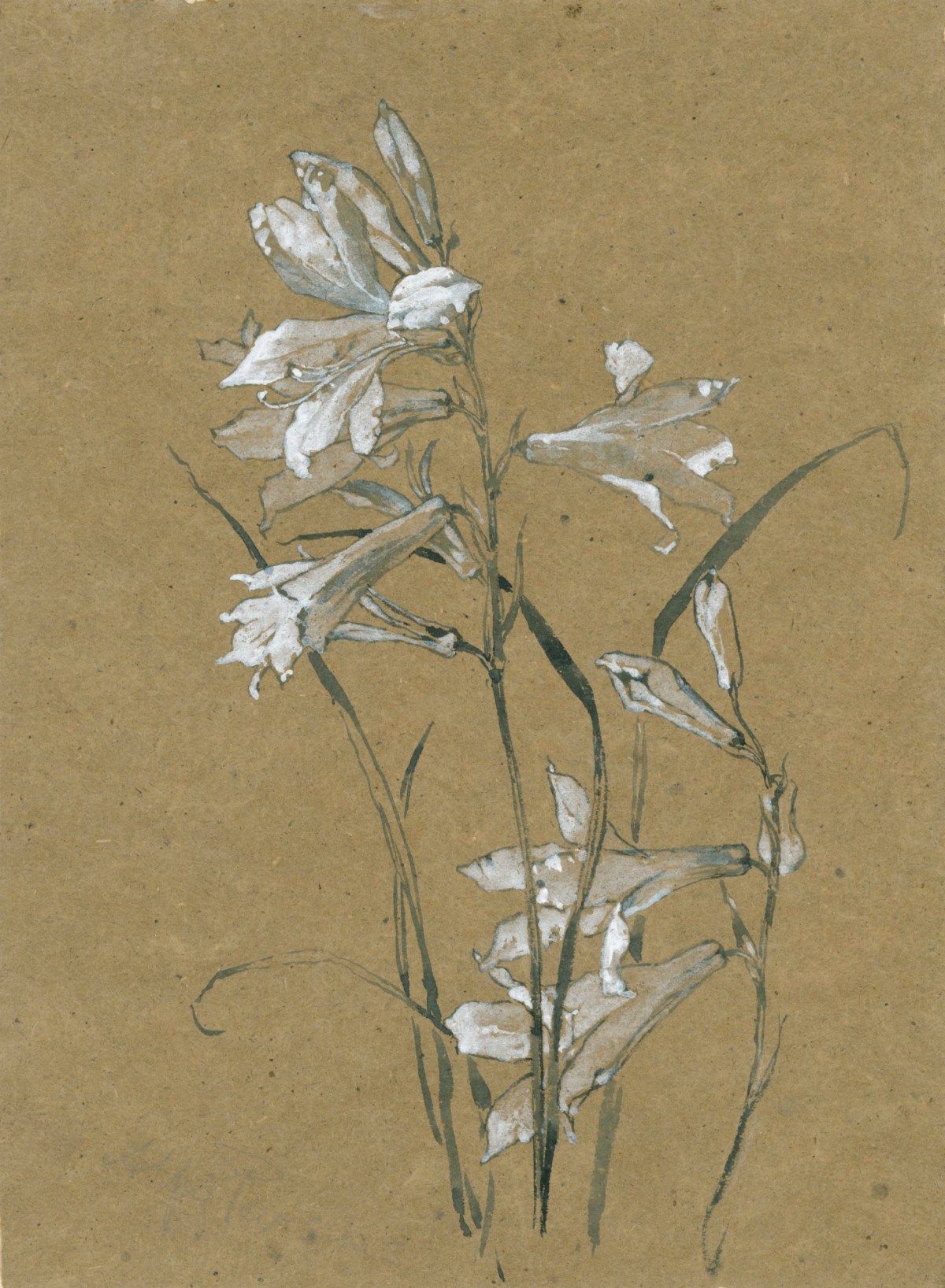 Alfred Parsons RA, St Bruno's Lily