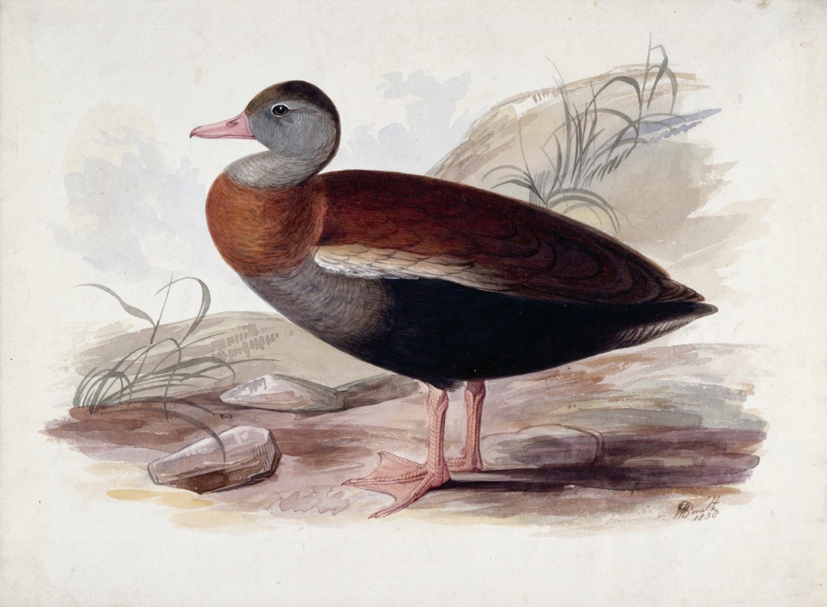 John Halphead Smith, A duck, in profile