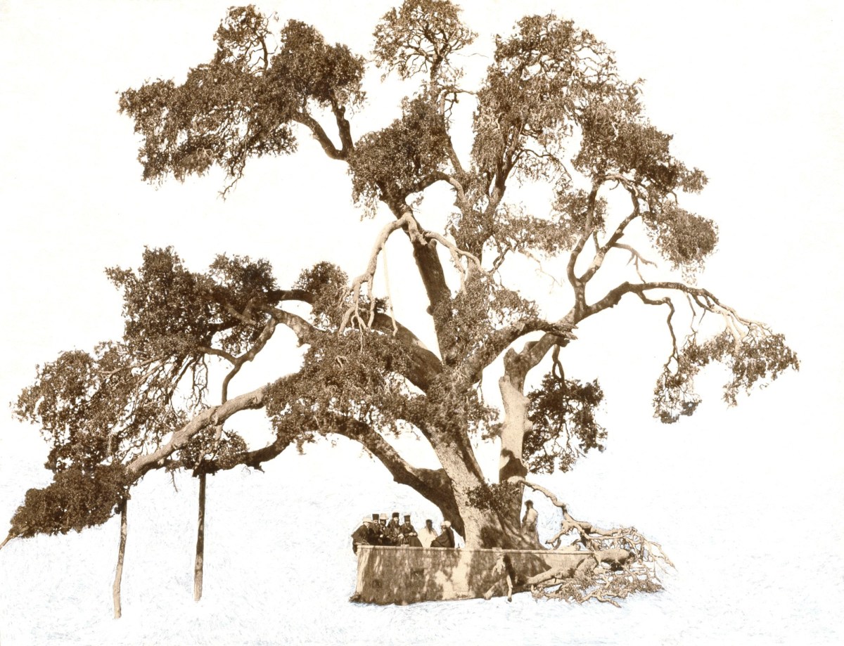 Tacita Dean RA, Abraham's Oak