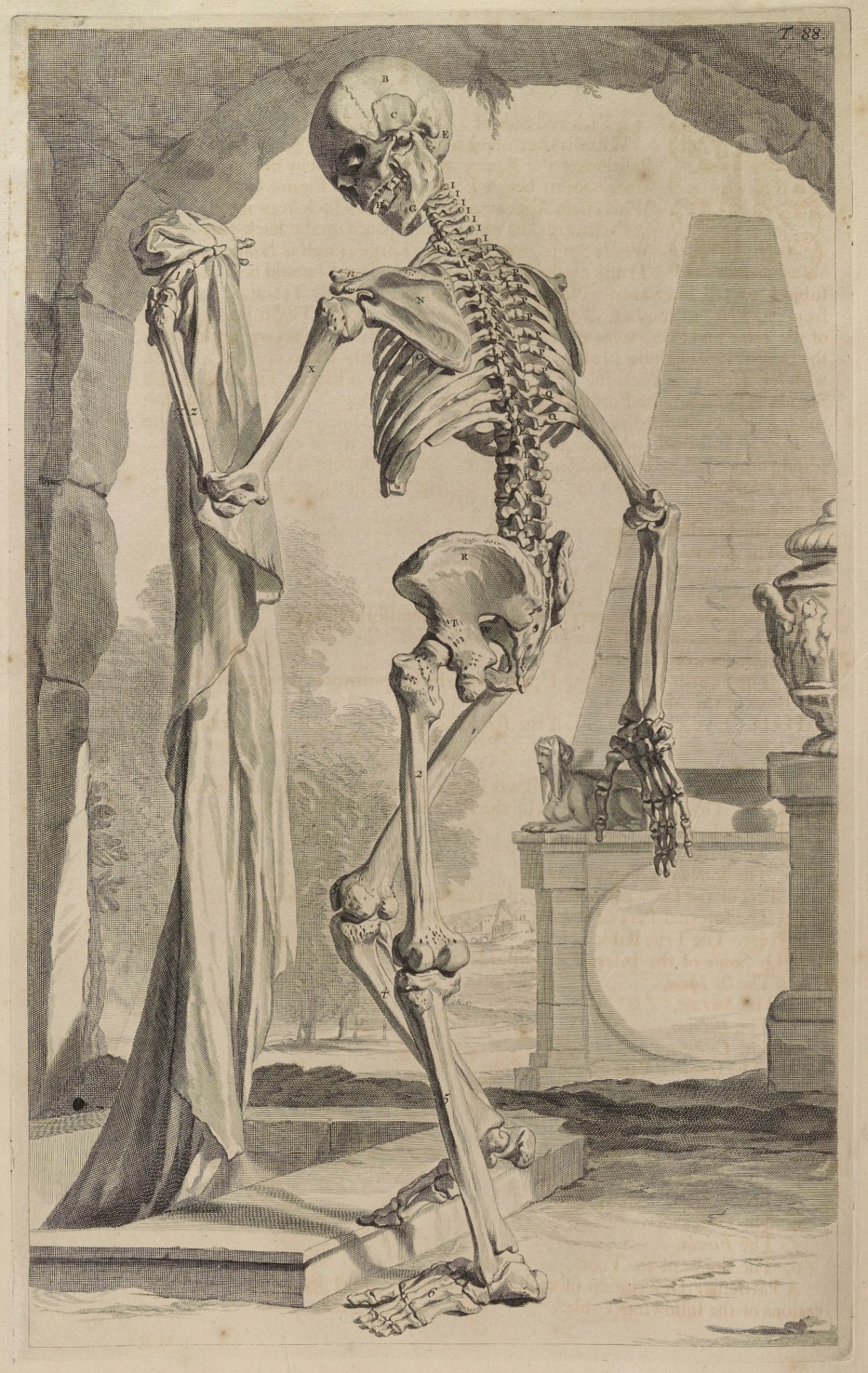 Samuel Smith and Benjamin Walford, Plate 88: Skeleton (back)